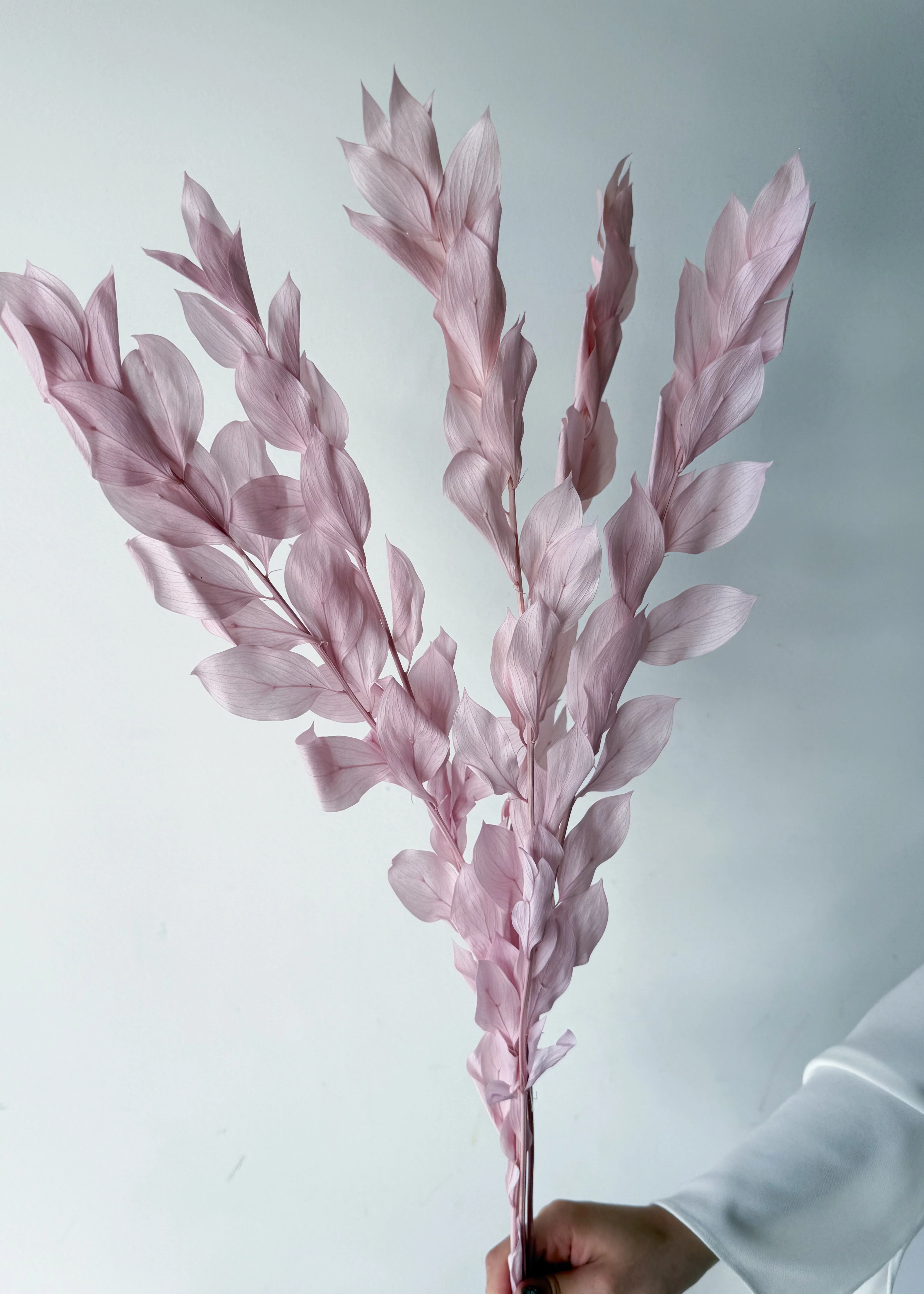 ISRAEILI RUSCUS | LILAC - Image 2