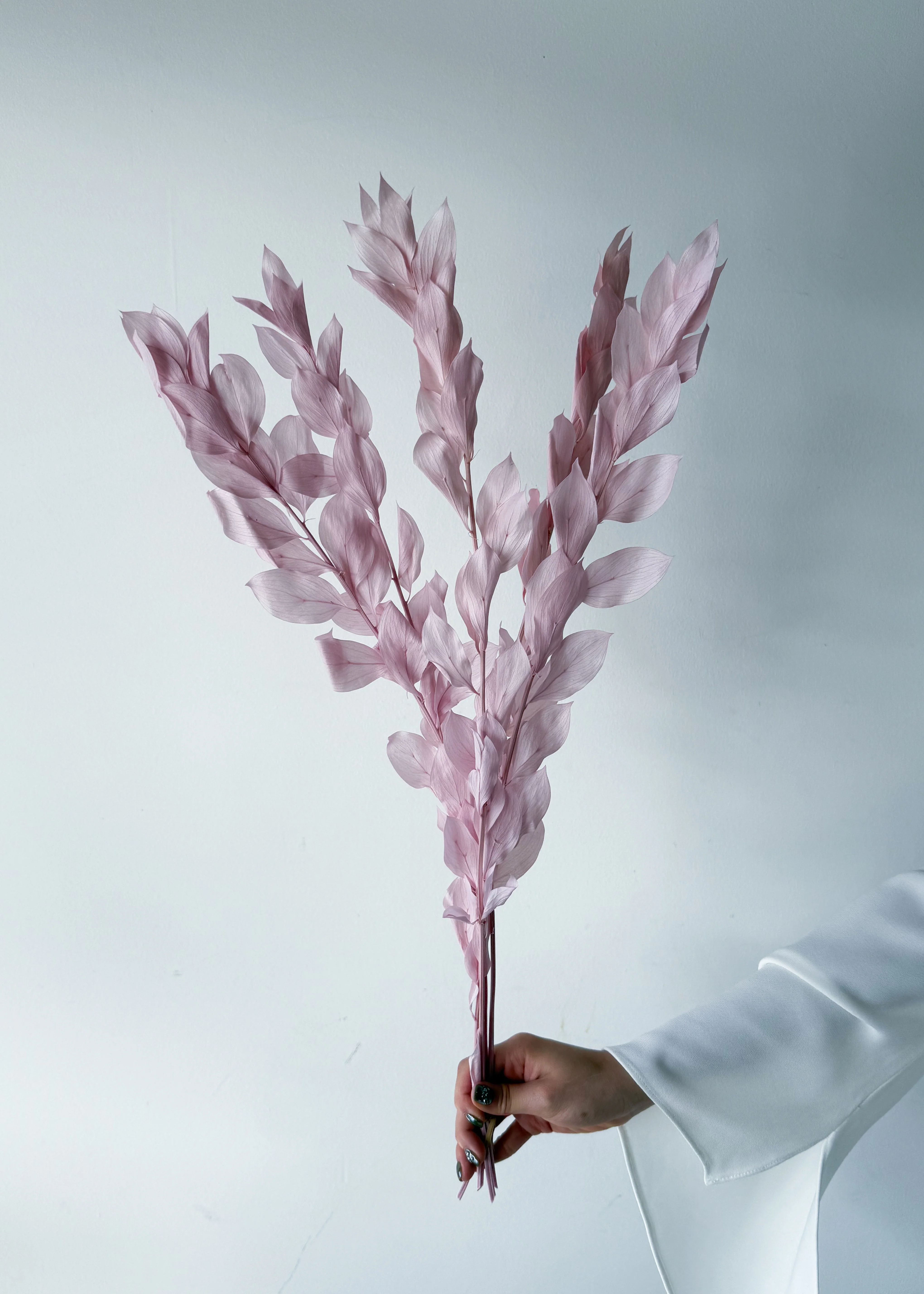 ISRAEILI RUSCUS | LILAC - Image 3