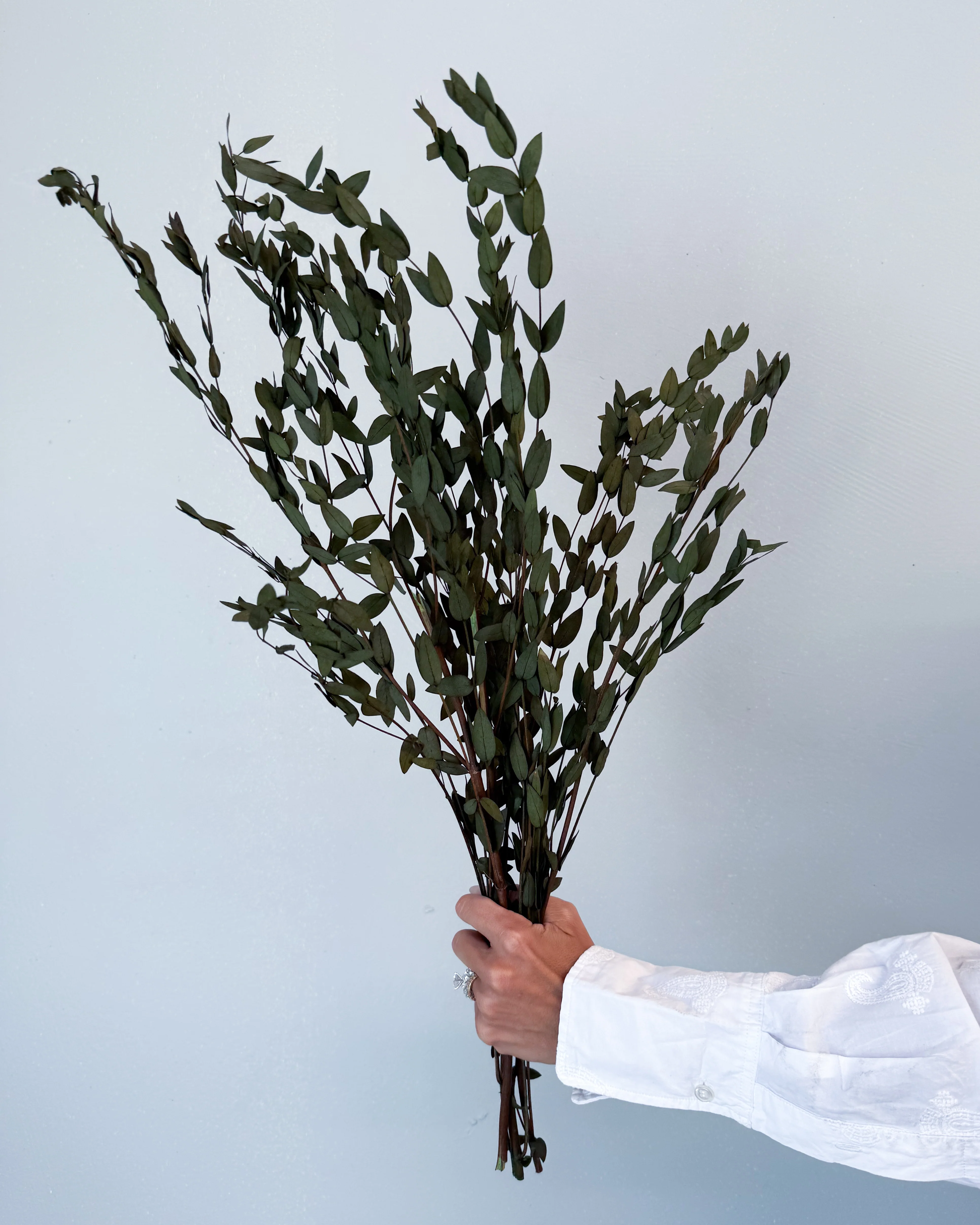 PRESERVED SMALL-LEAF GUM | OLIVE GREEN - Image 3