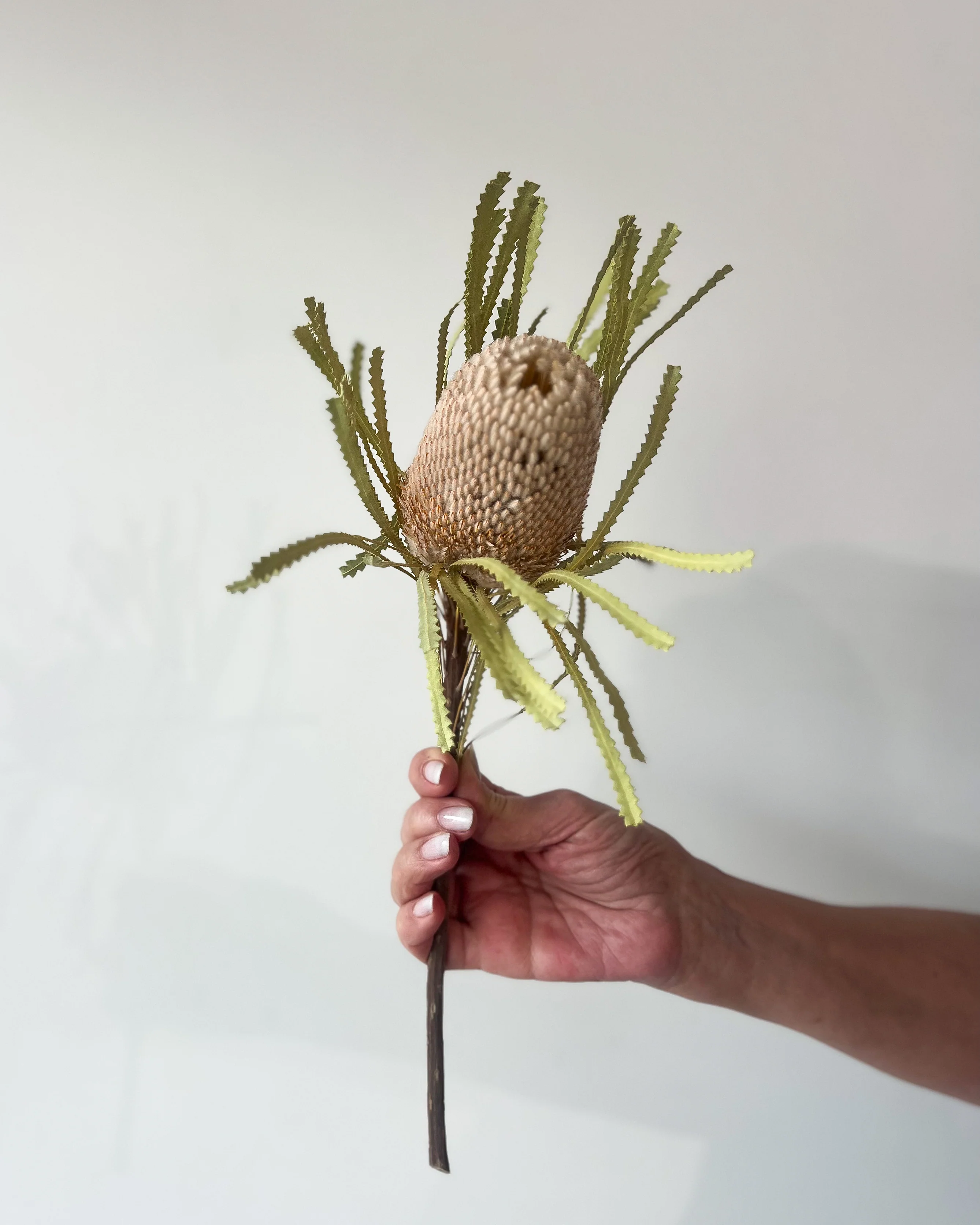 DRIED BANKSIA HOOKERIANA I NATURAL - Image 3