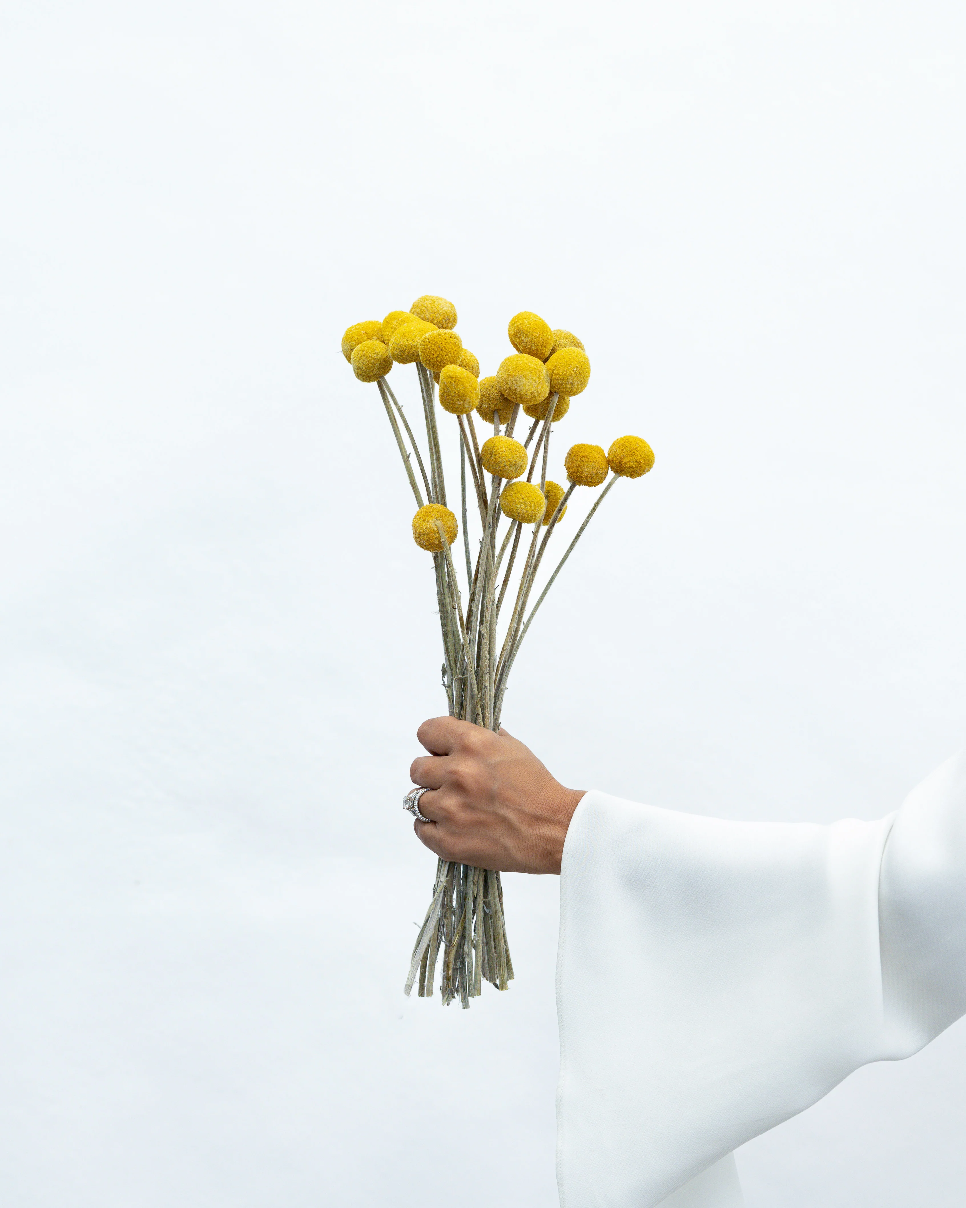 DRIED BILLY BUTTONS | NATURAL YELLOW