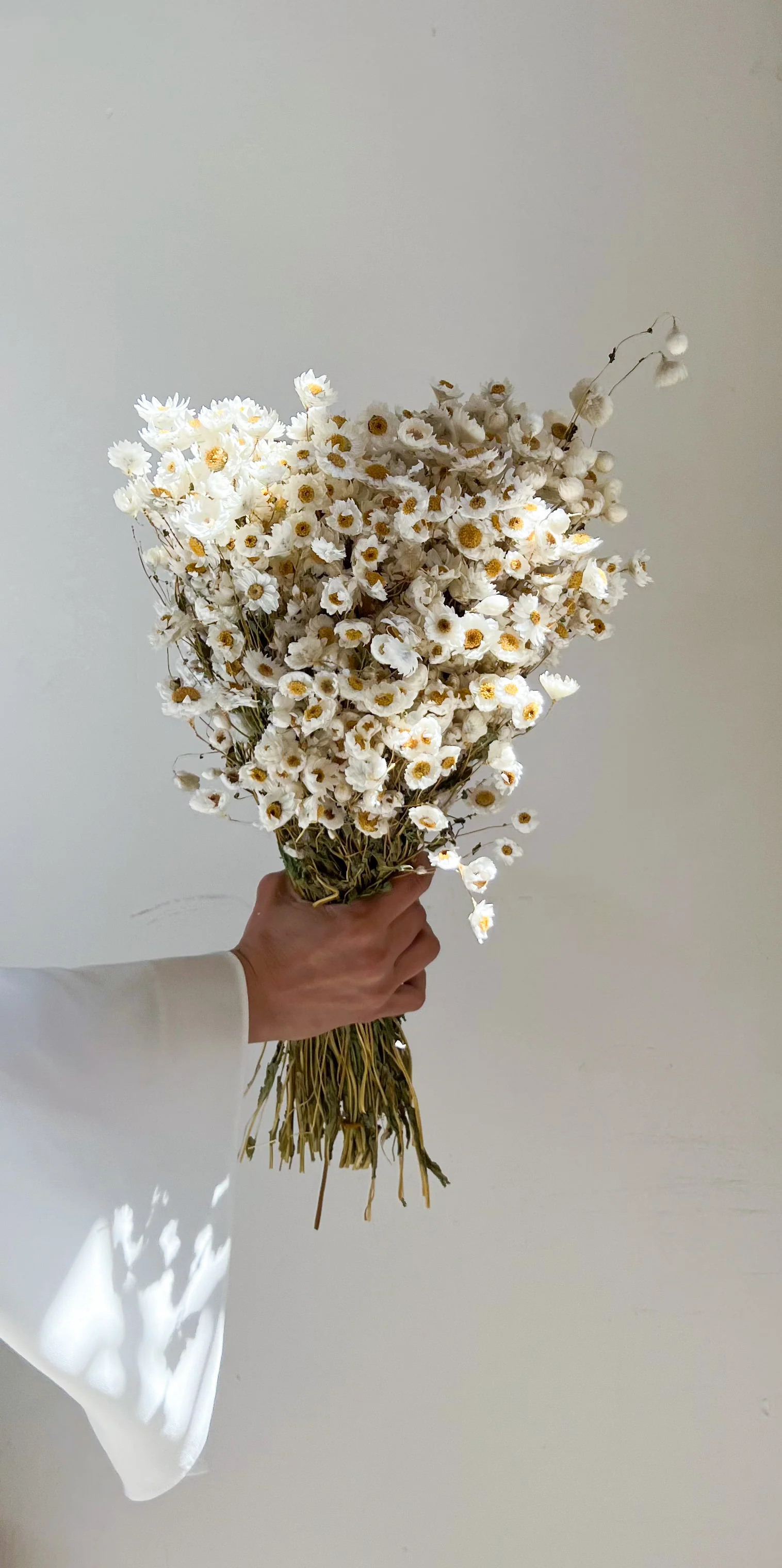 PRE ORDER LATE MAY - DRIED DAISIES BOUQUET - Image 3