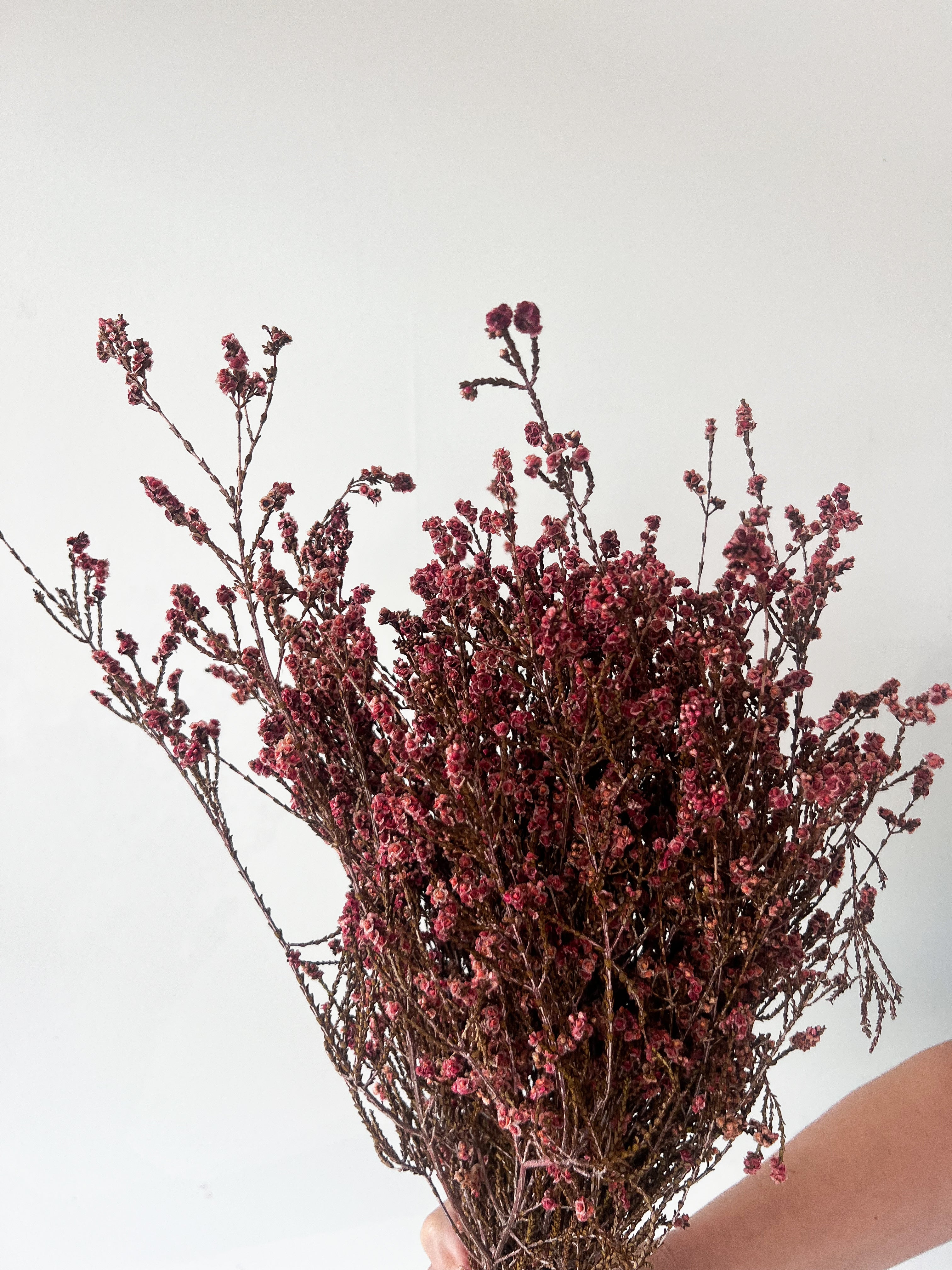 DRIED SCHOLTZIA | BURNT RED - Image 2