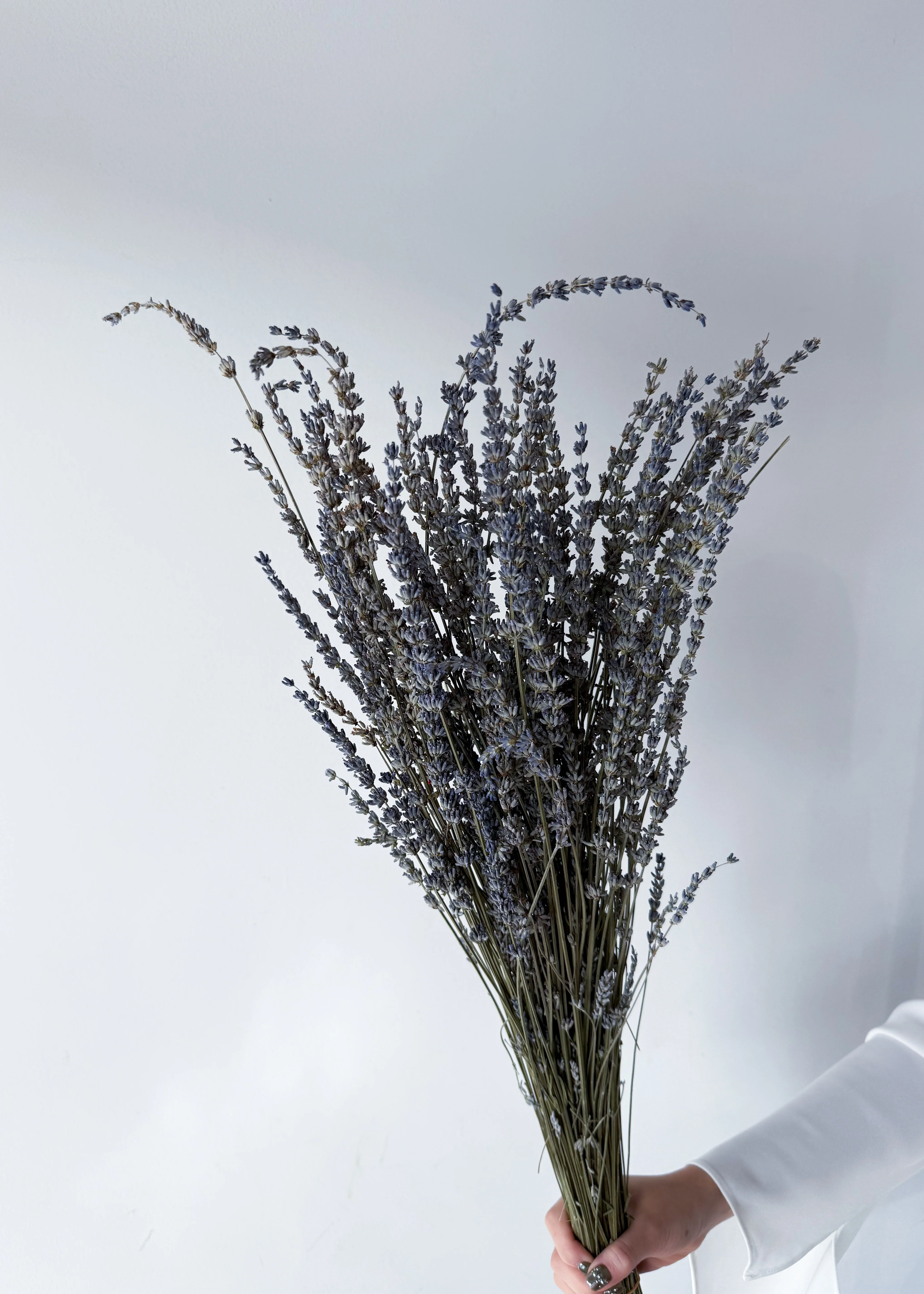 DRIED LAVENDER - Image 2