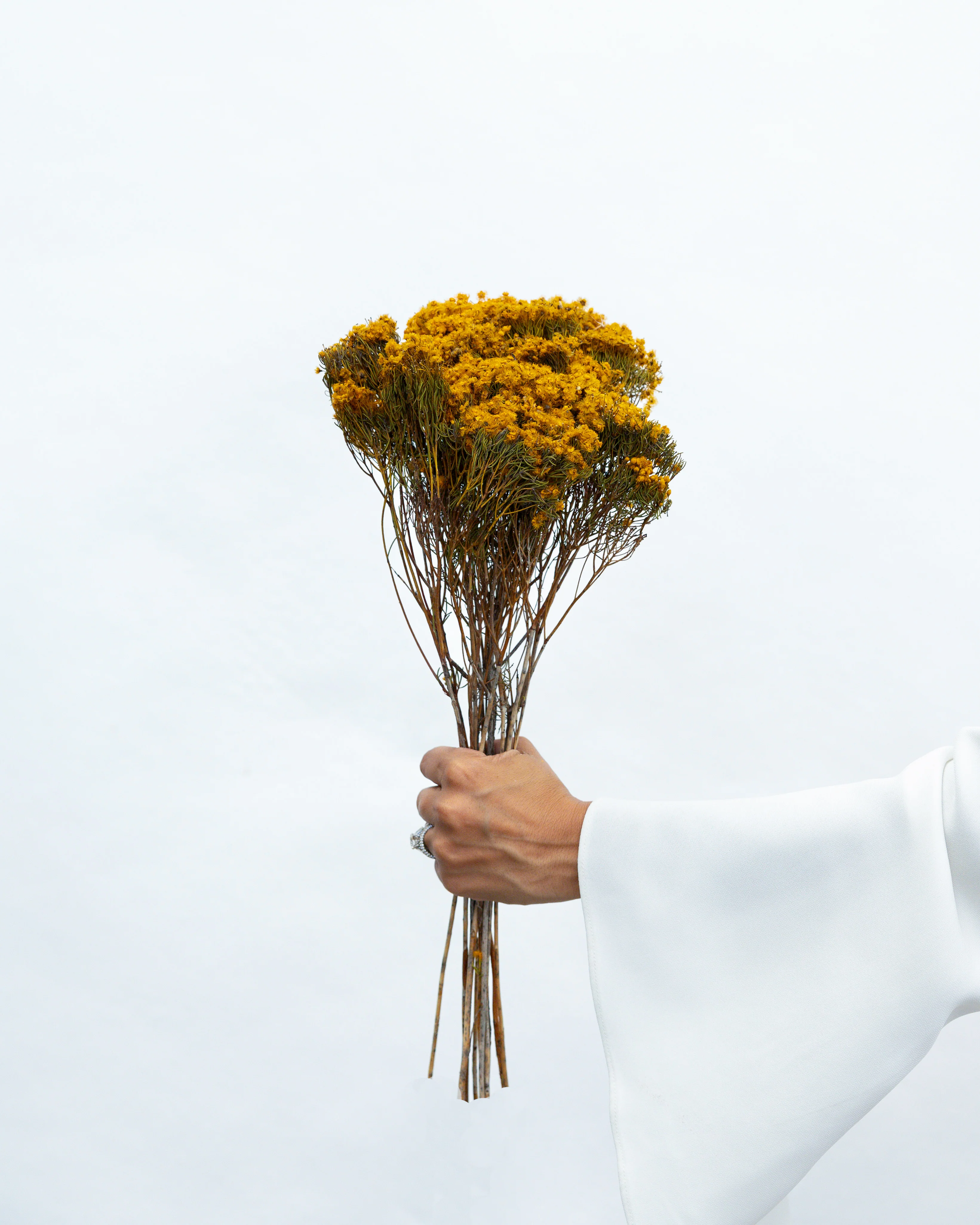 DRIED MORRISON | NATURAL MUSTARD - Image 2