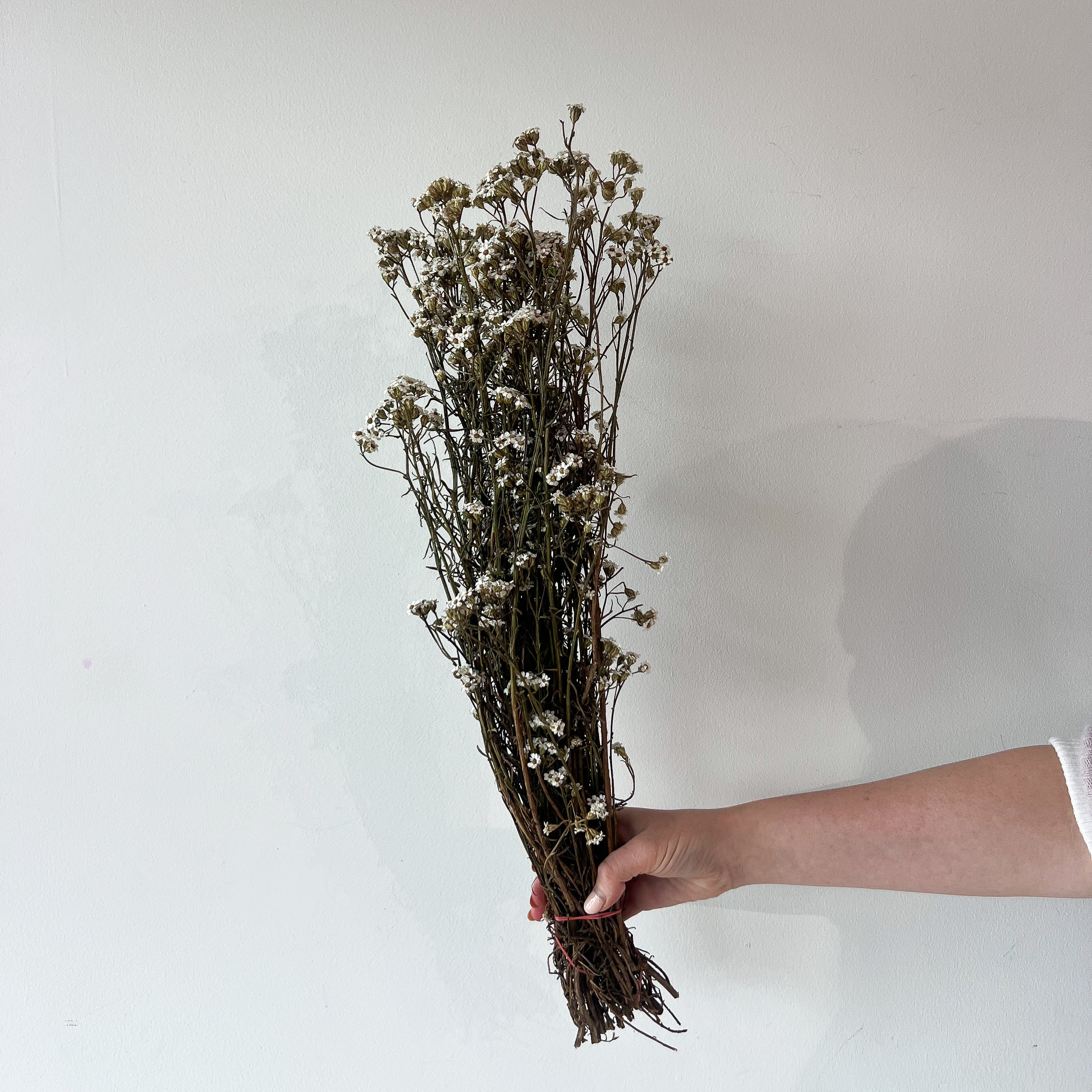 DRIED MOUNTAIN DAISIES - Image 3