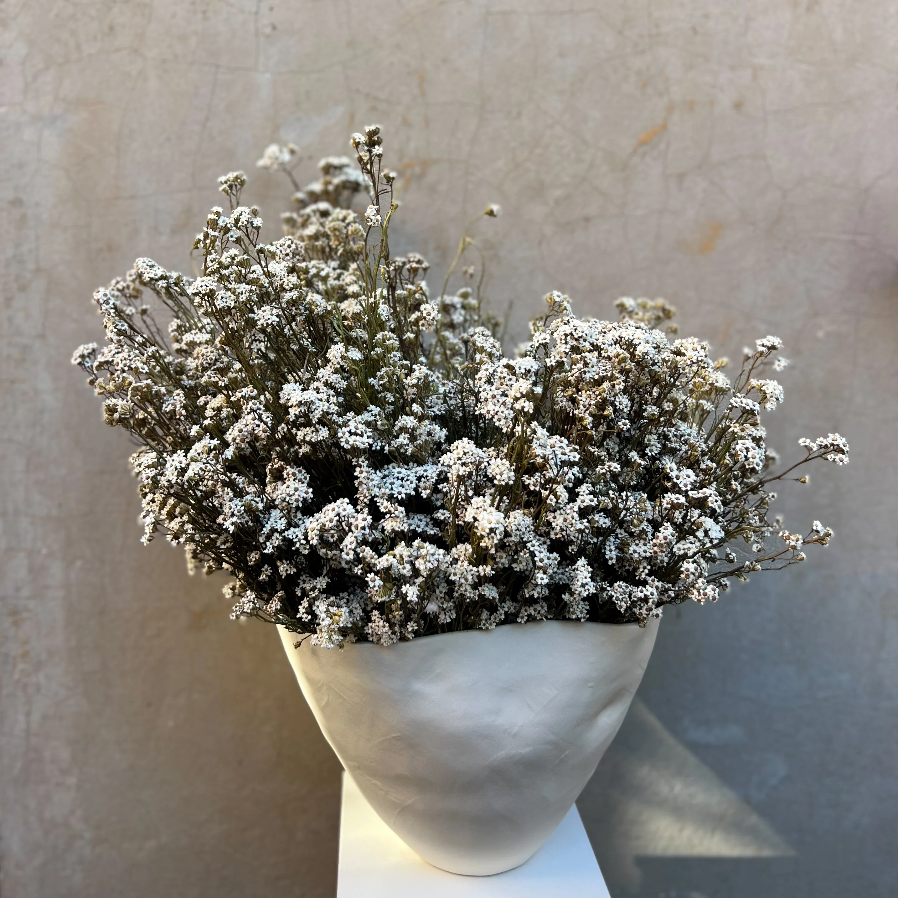 DRIED MOUNTAIN DAISIES - Image 4