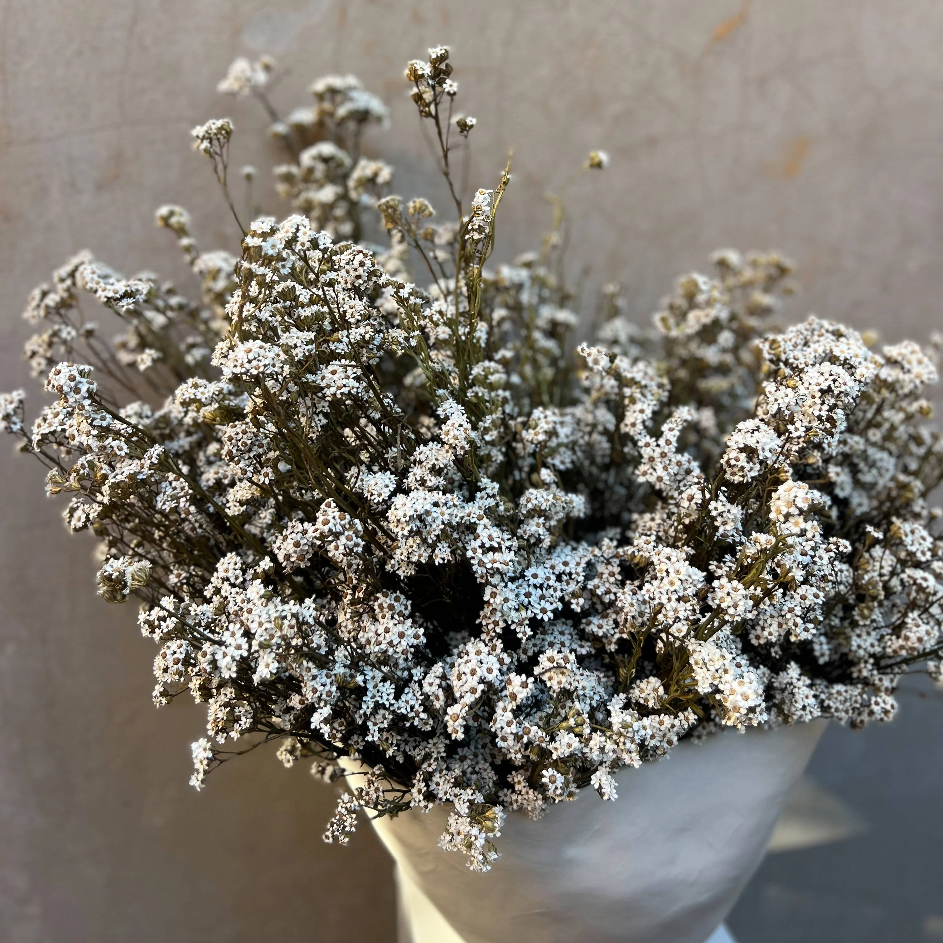 RUBY DRIED MOUNTAIN DAISIES ARRANGEMENT IN ROSITA BOWL - Image 3