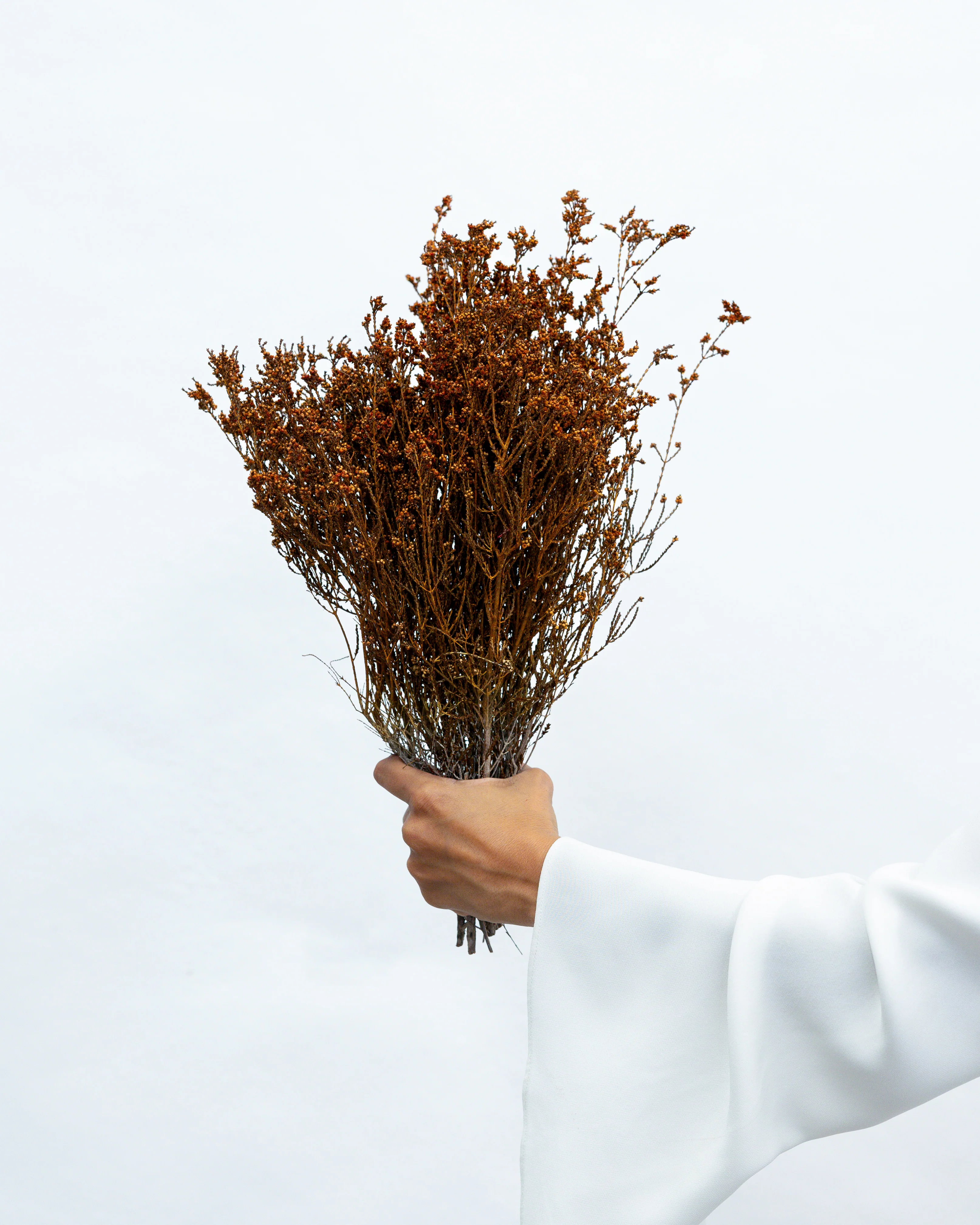 DRIED SCHOLTZIA | BURNT ORANGE