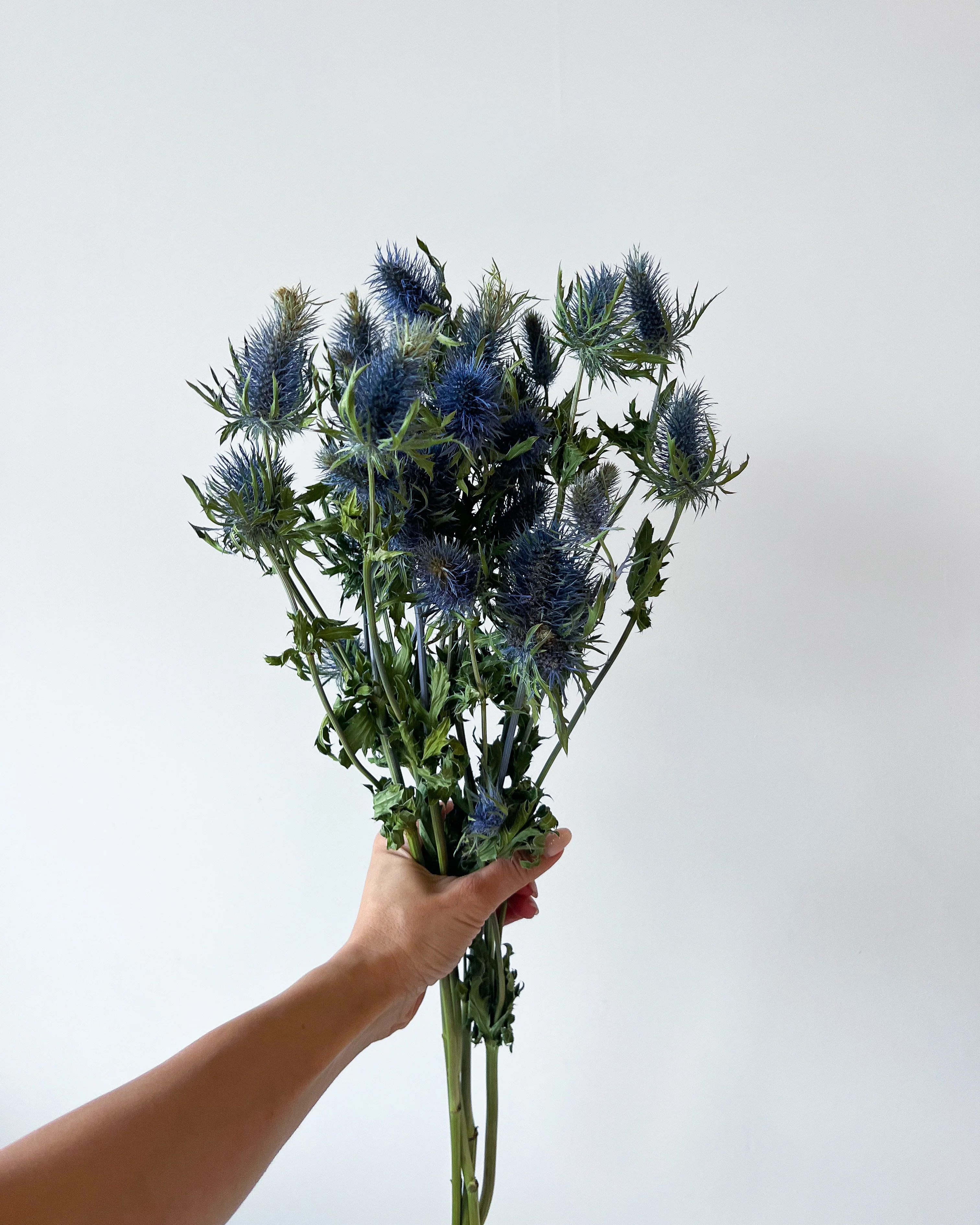 DRIED SEAHOLLY - Image 3