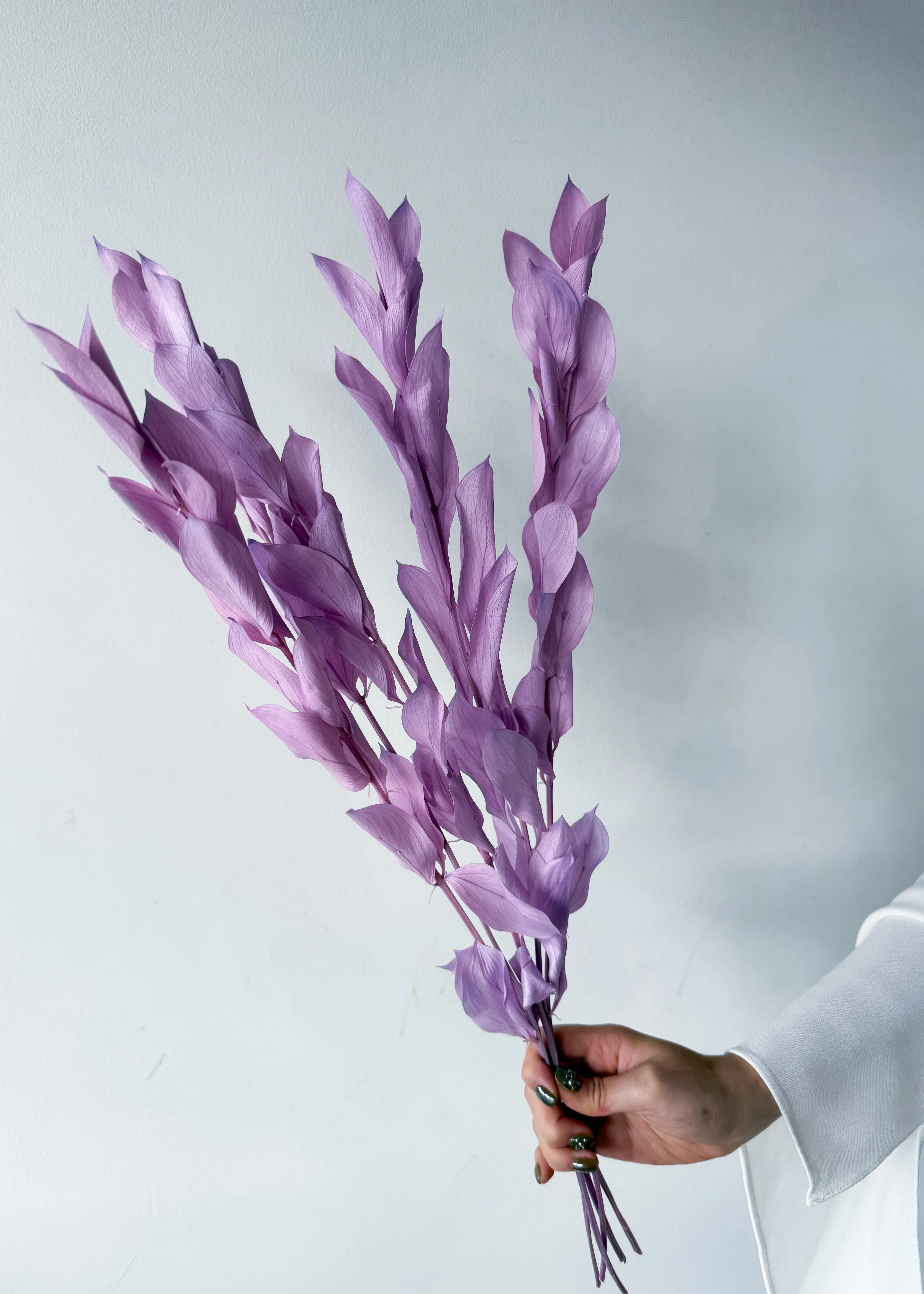 ISRAEILI RUSCUS | LAVENDER - Image 2