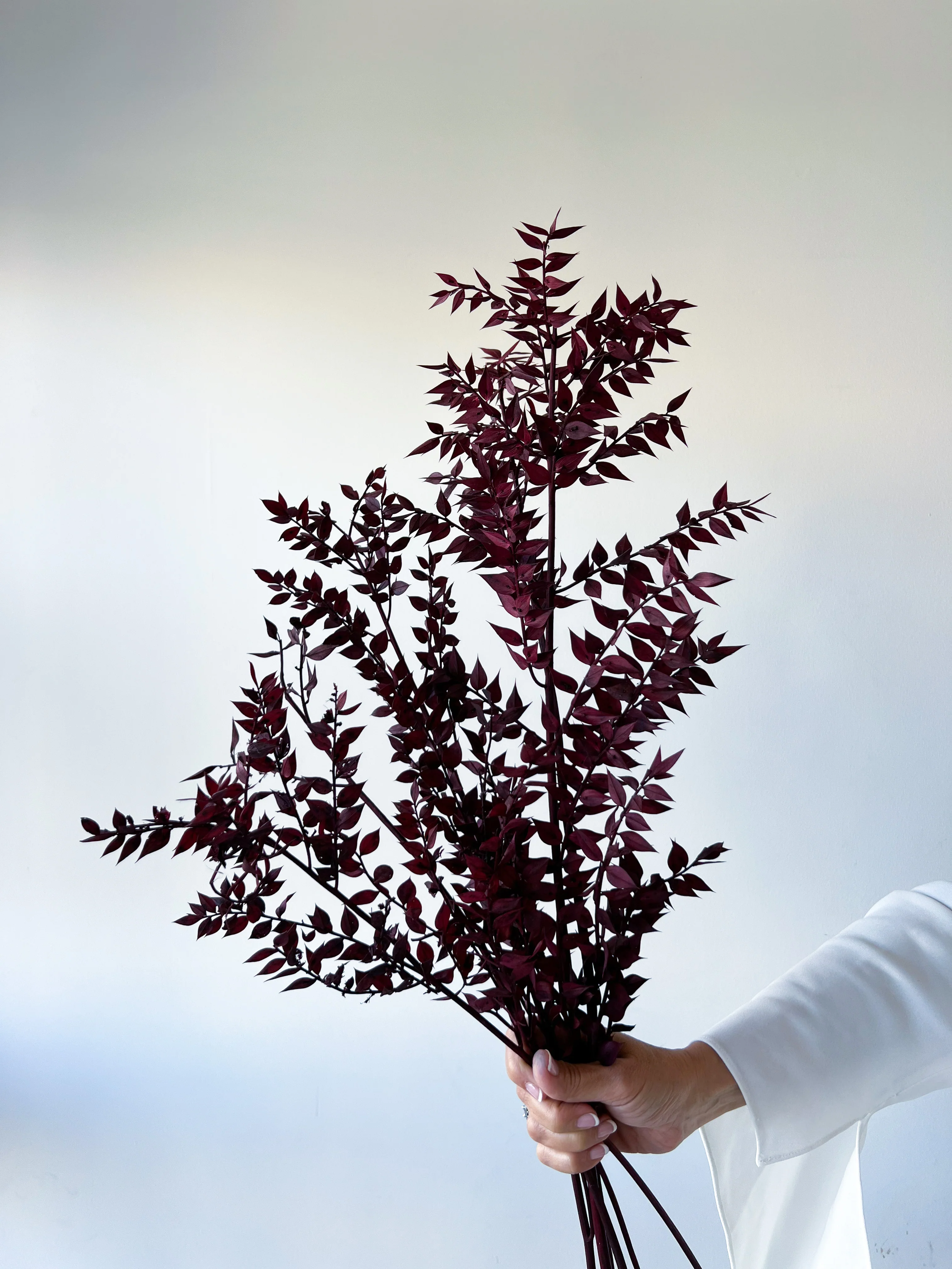PRESERVED ITALIAN RUSCUS | DEEP BURGUNDY - Image 3