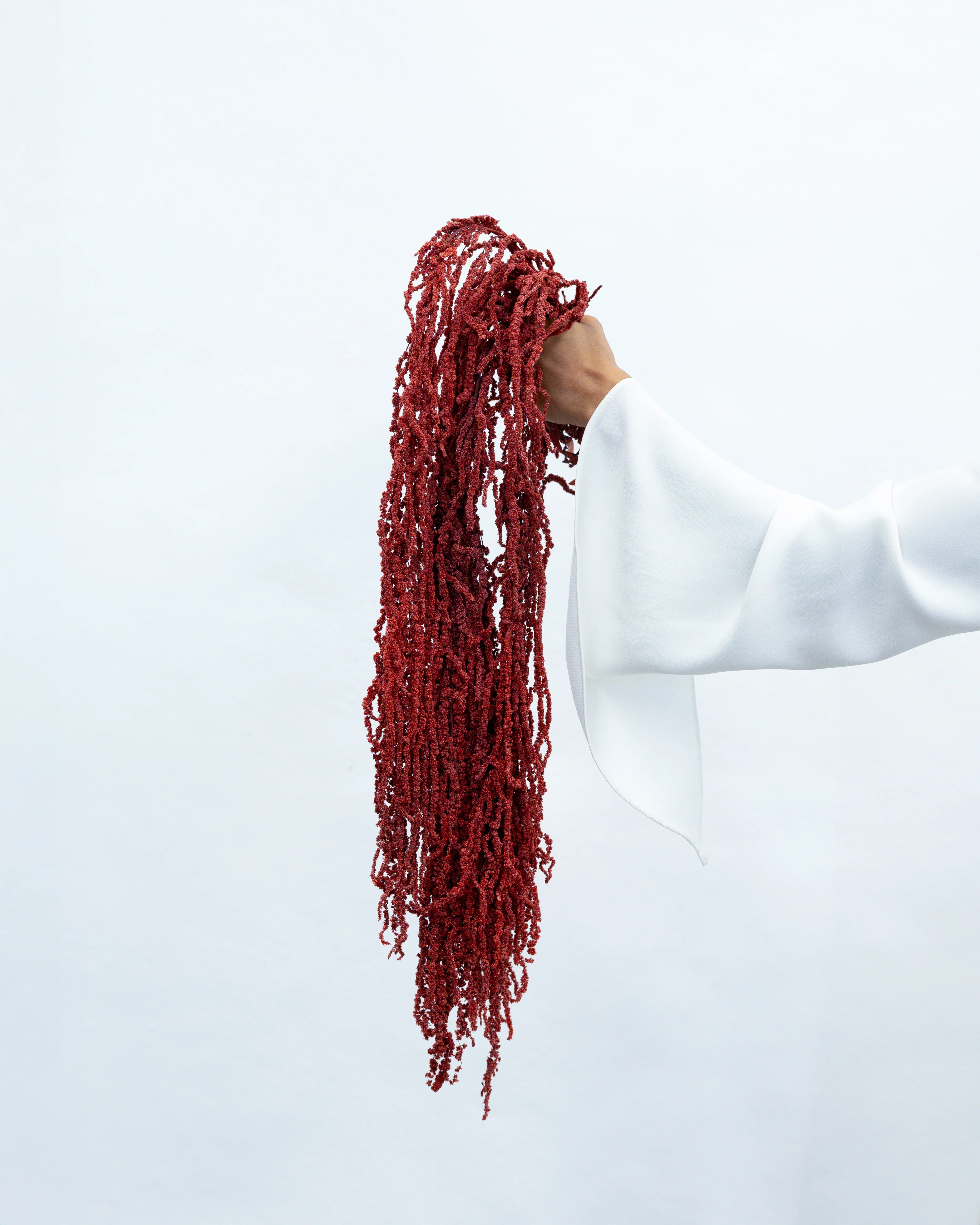 PRESERVED AMARANTHUS | WINE RED