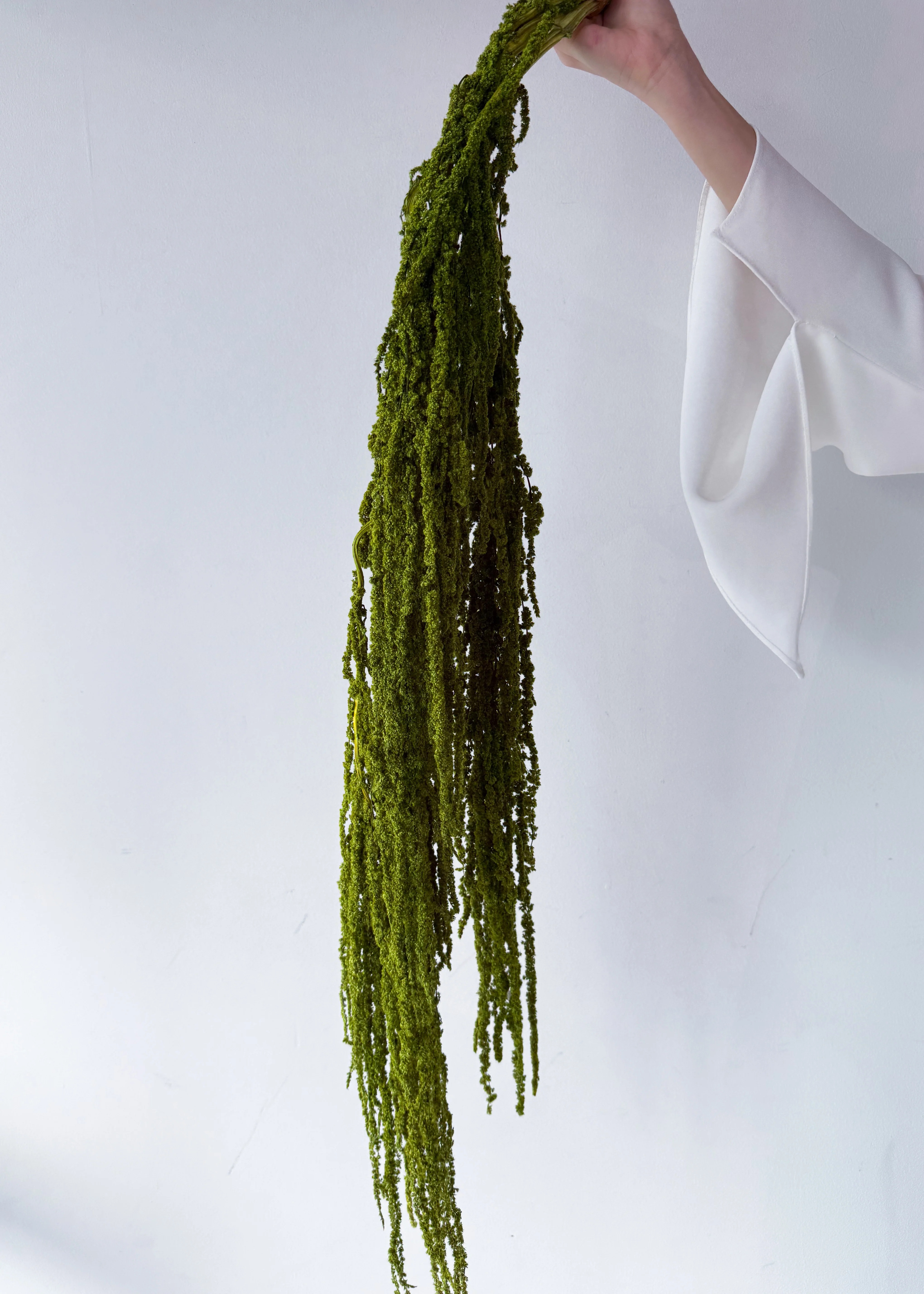 PRESERVED AMARANTHUS | OLIVE GREEN - Image 2