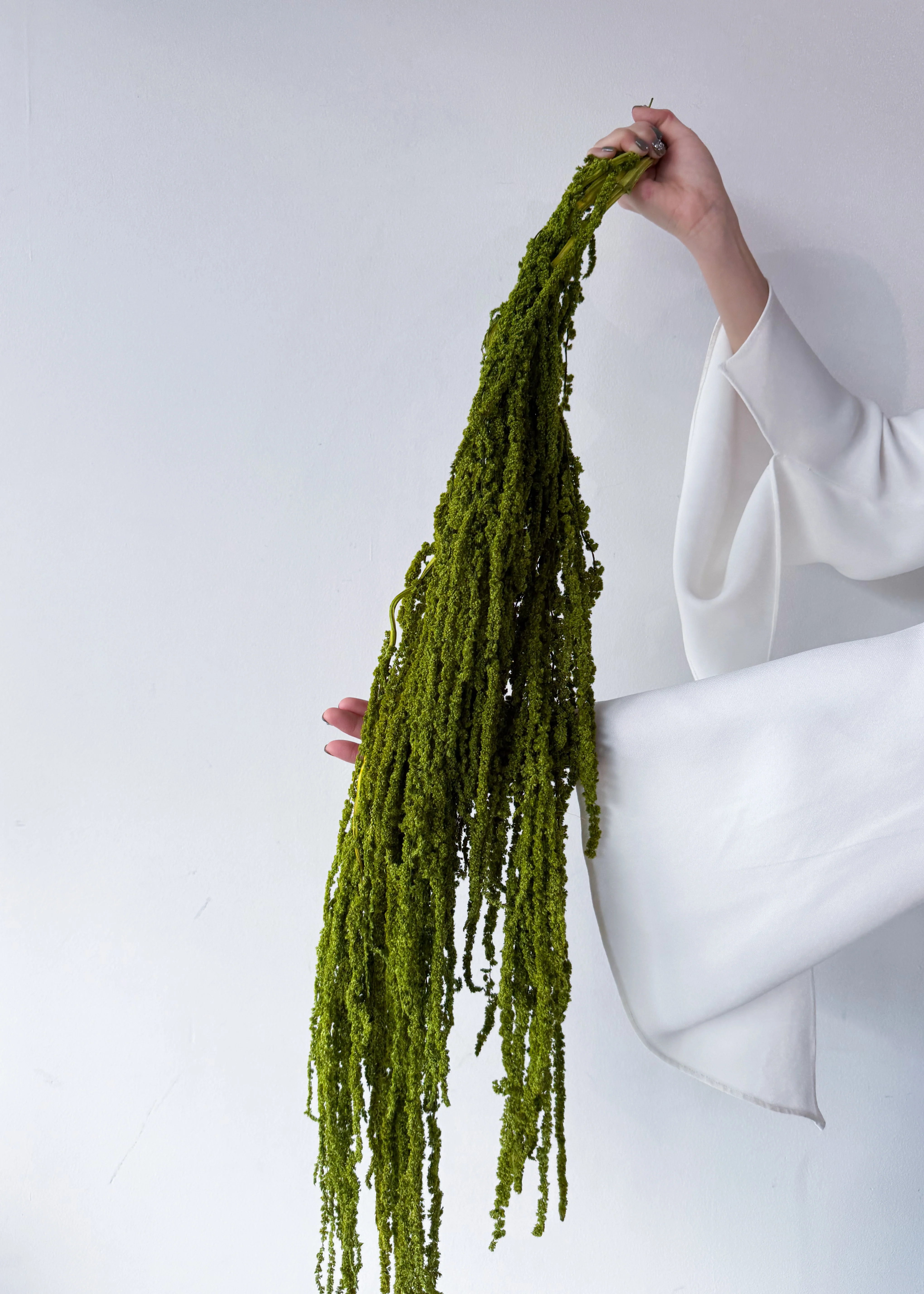 PRESERVED AMARANTHUS | OLIVE GREEN - Image 4