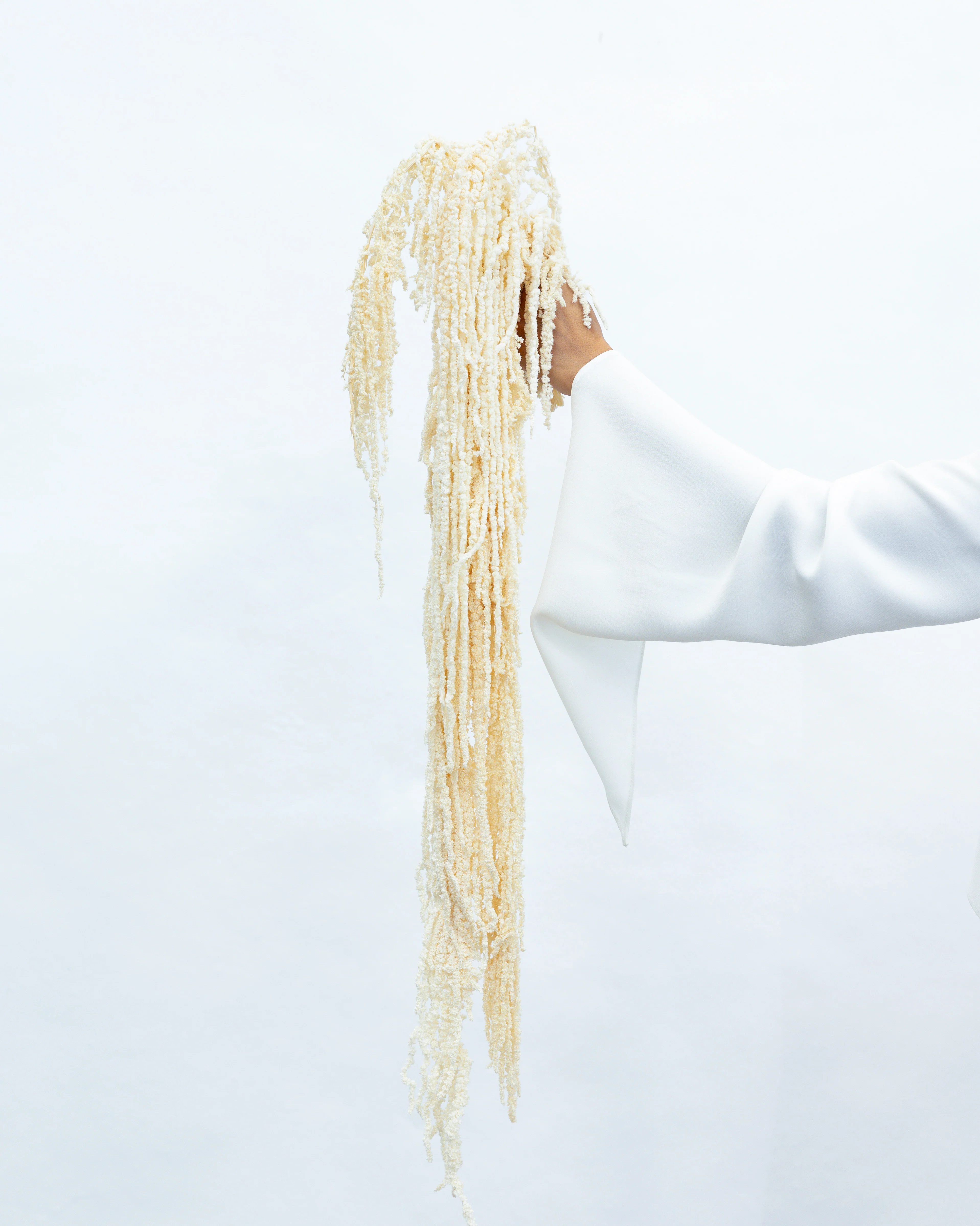 PRESERVED AMARANTHUS | IVORY WHITE