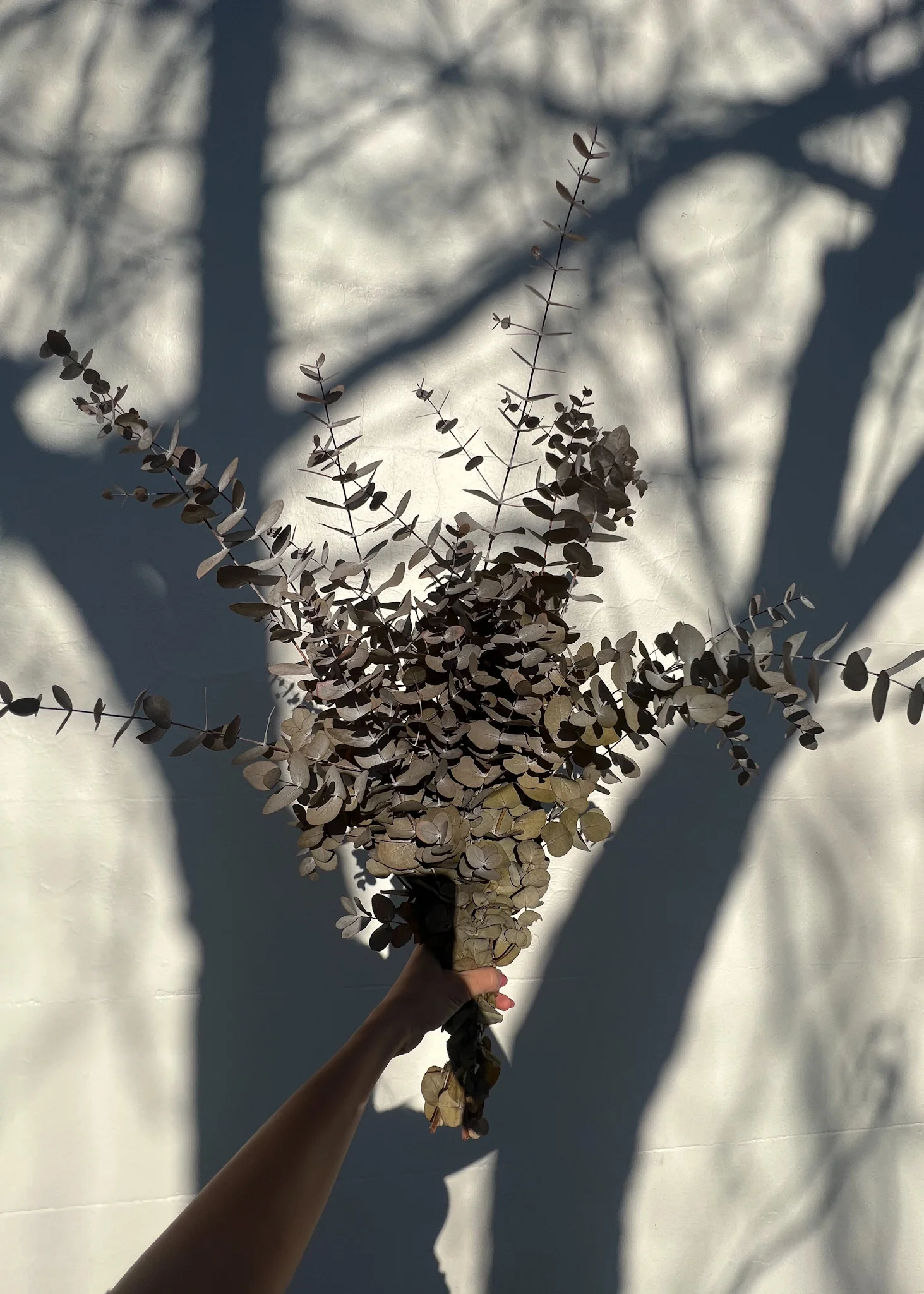 PRESERVED GUM | AUTUMN - Image 4