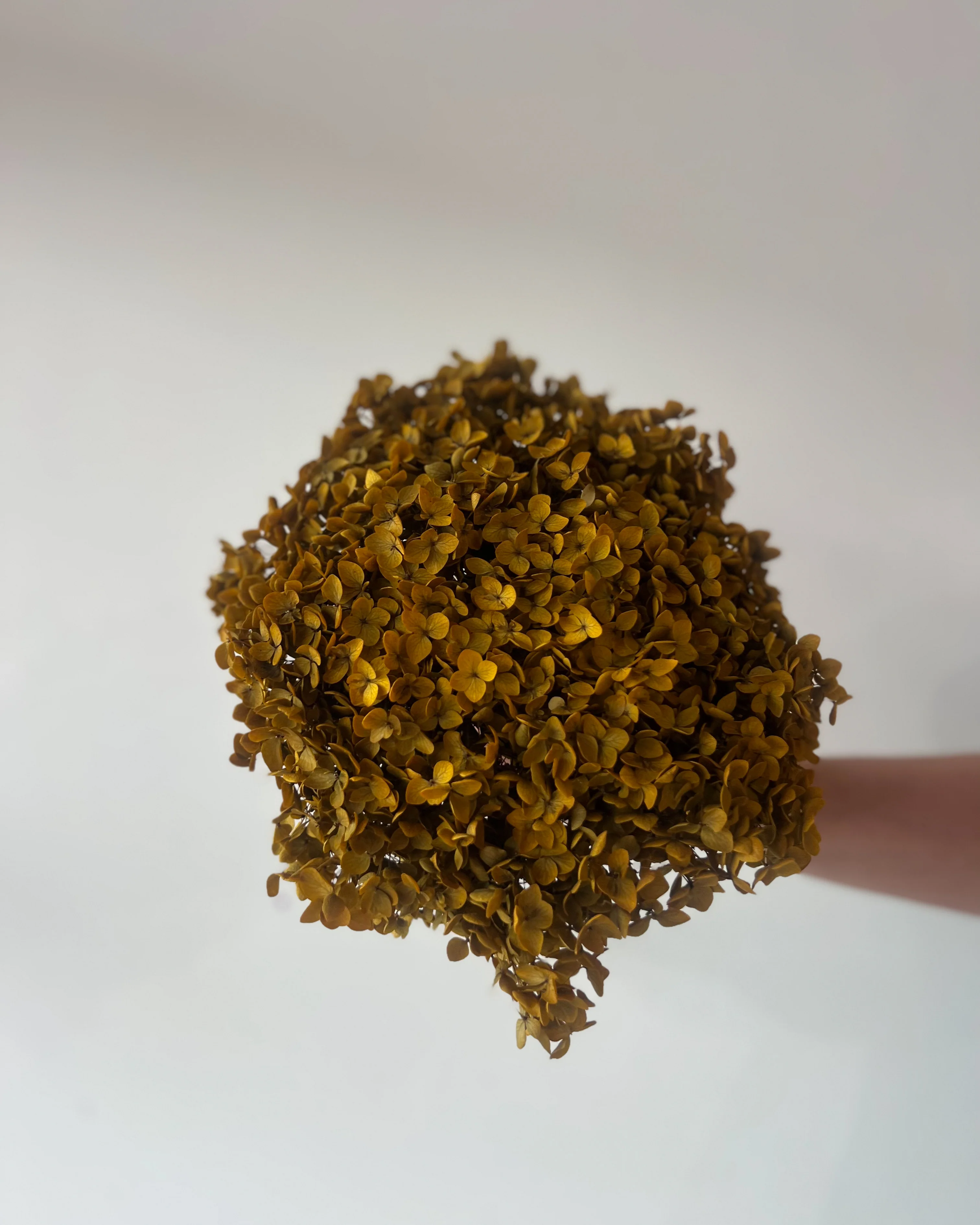 PRESERVED HYDRANGEA STEM | AUTUMN | SMALL-LEAF - Image 2