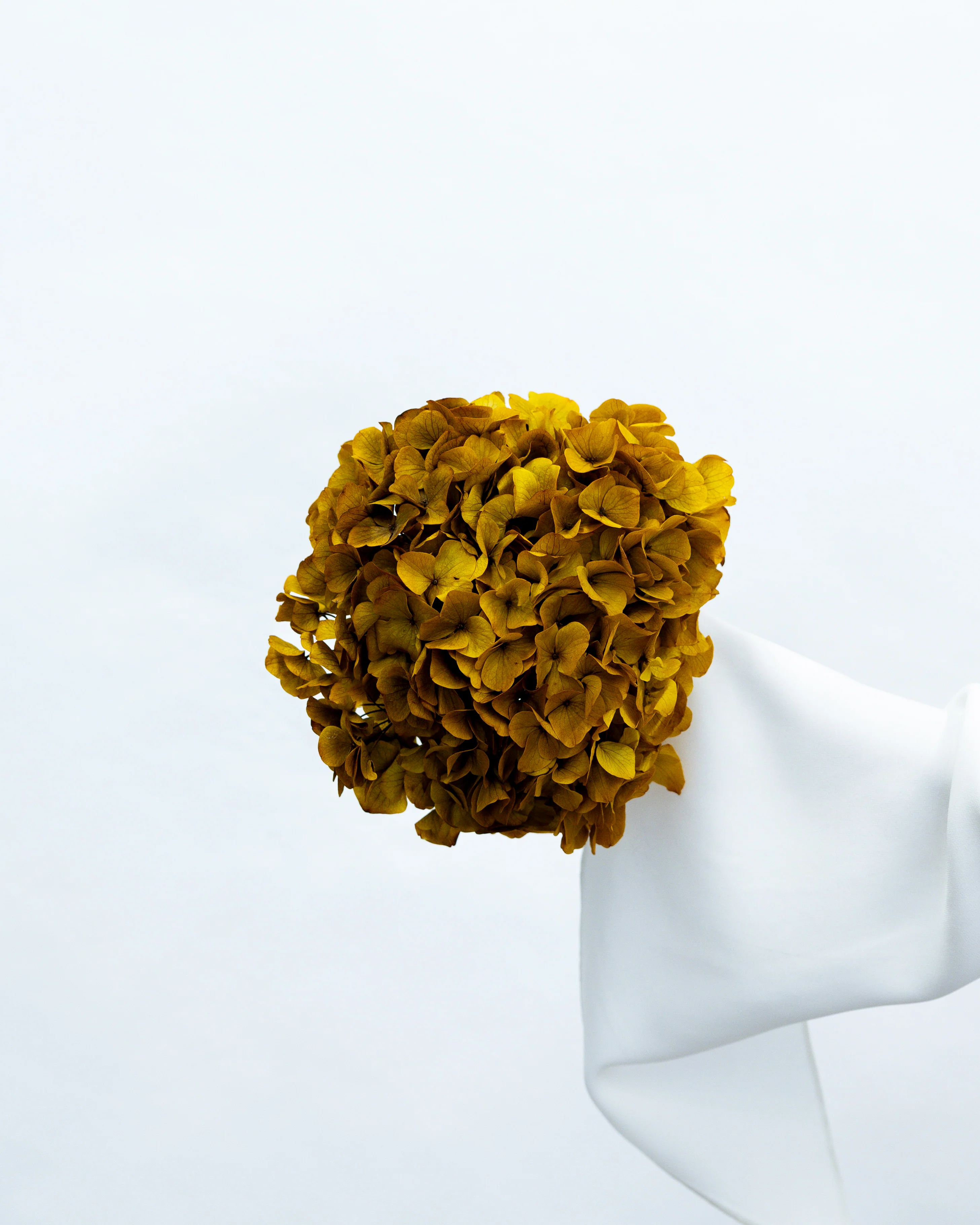 PRESERVED HYDRANGEA STEM I AUTUMN I LARGE-LEAF