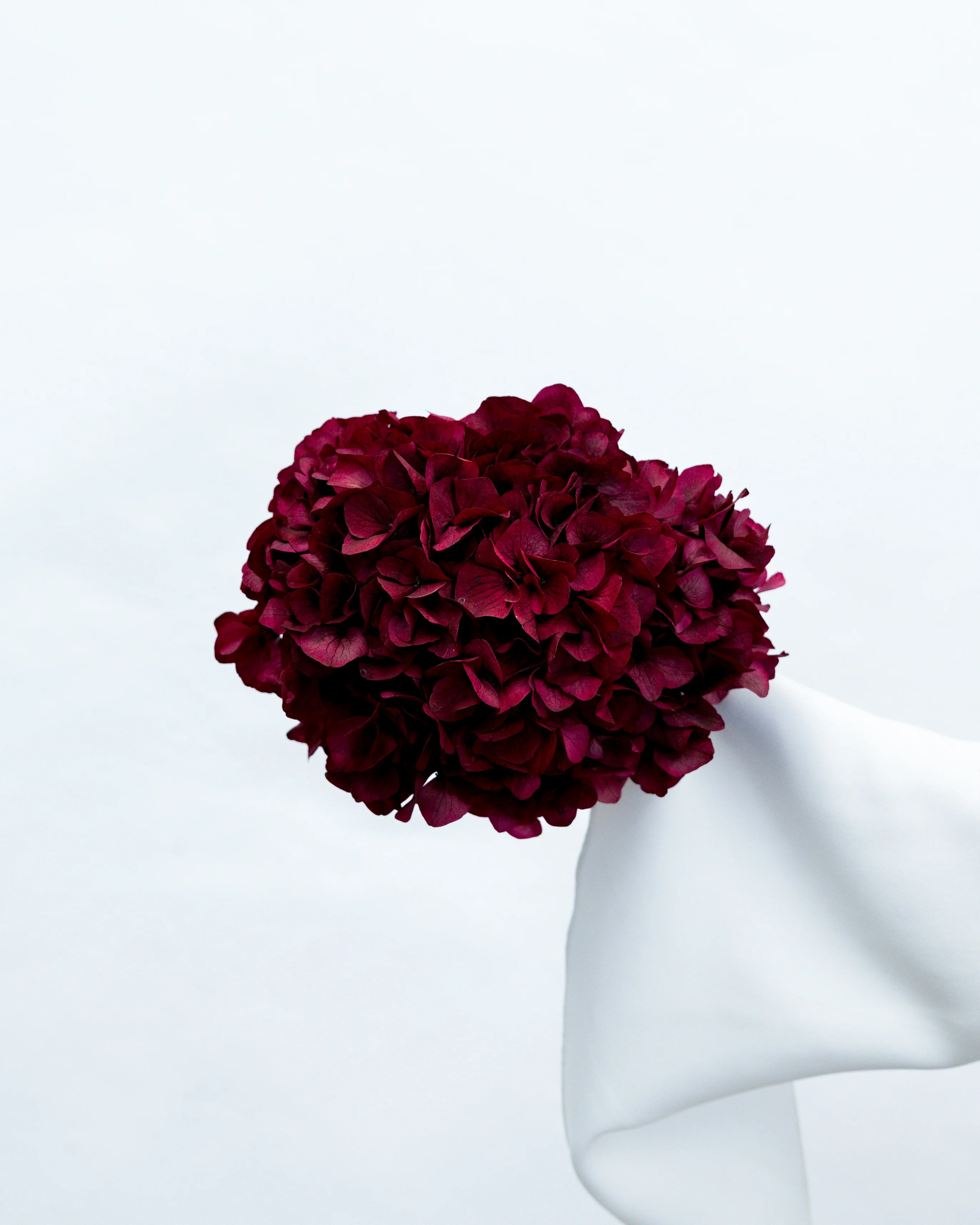 PRESERVED HYDRANGEA STEM I BURGUNDY I LARGE-LEAF