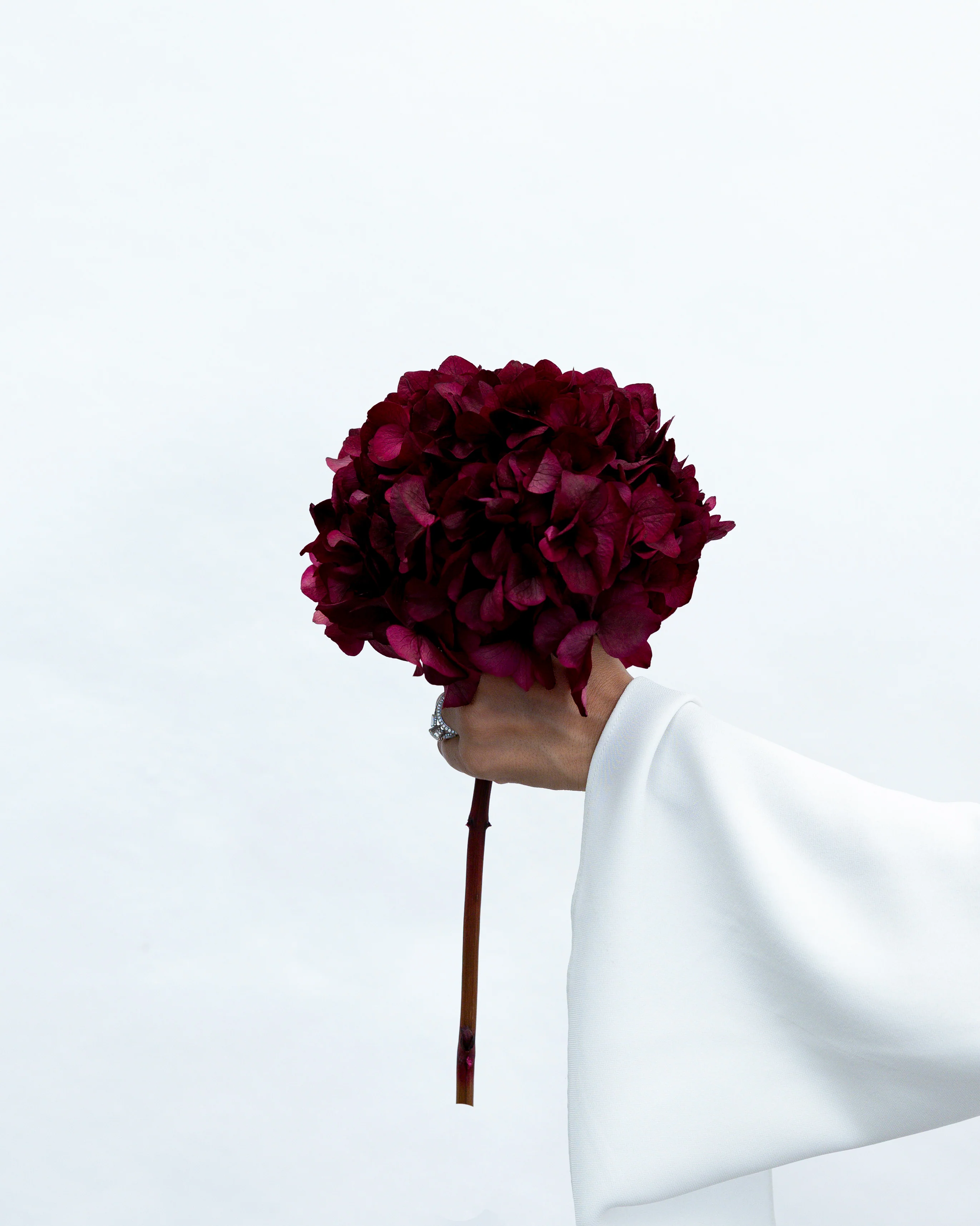 PRESERVED HYDRANGEA STEM I BURGUNDY I LARGE-LEAF - Image 2