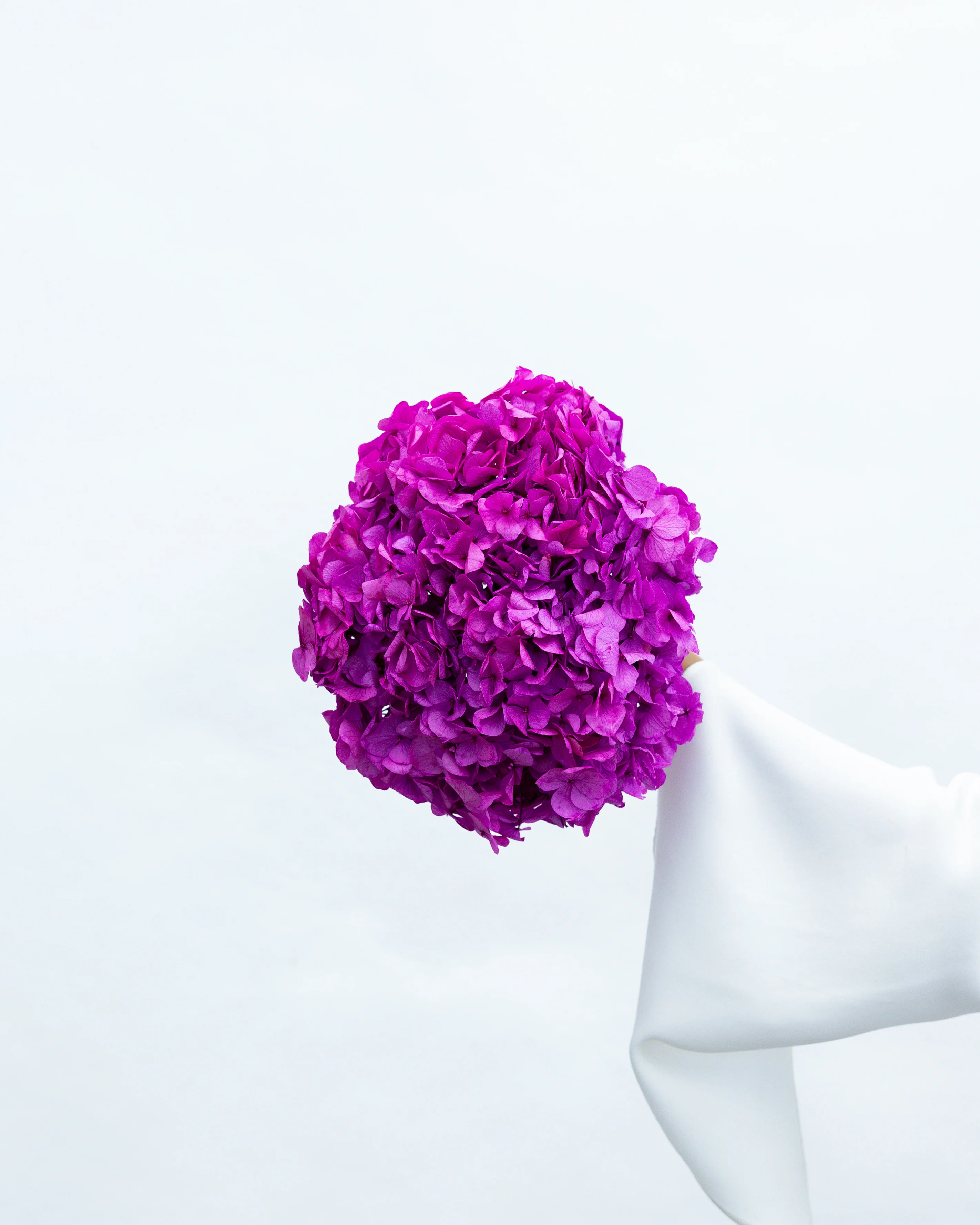 PRESERVED HYDRANGEA STEM I FUCHSIA I LARGE-LEAF