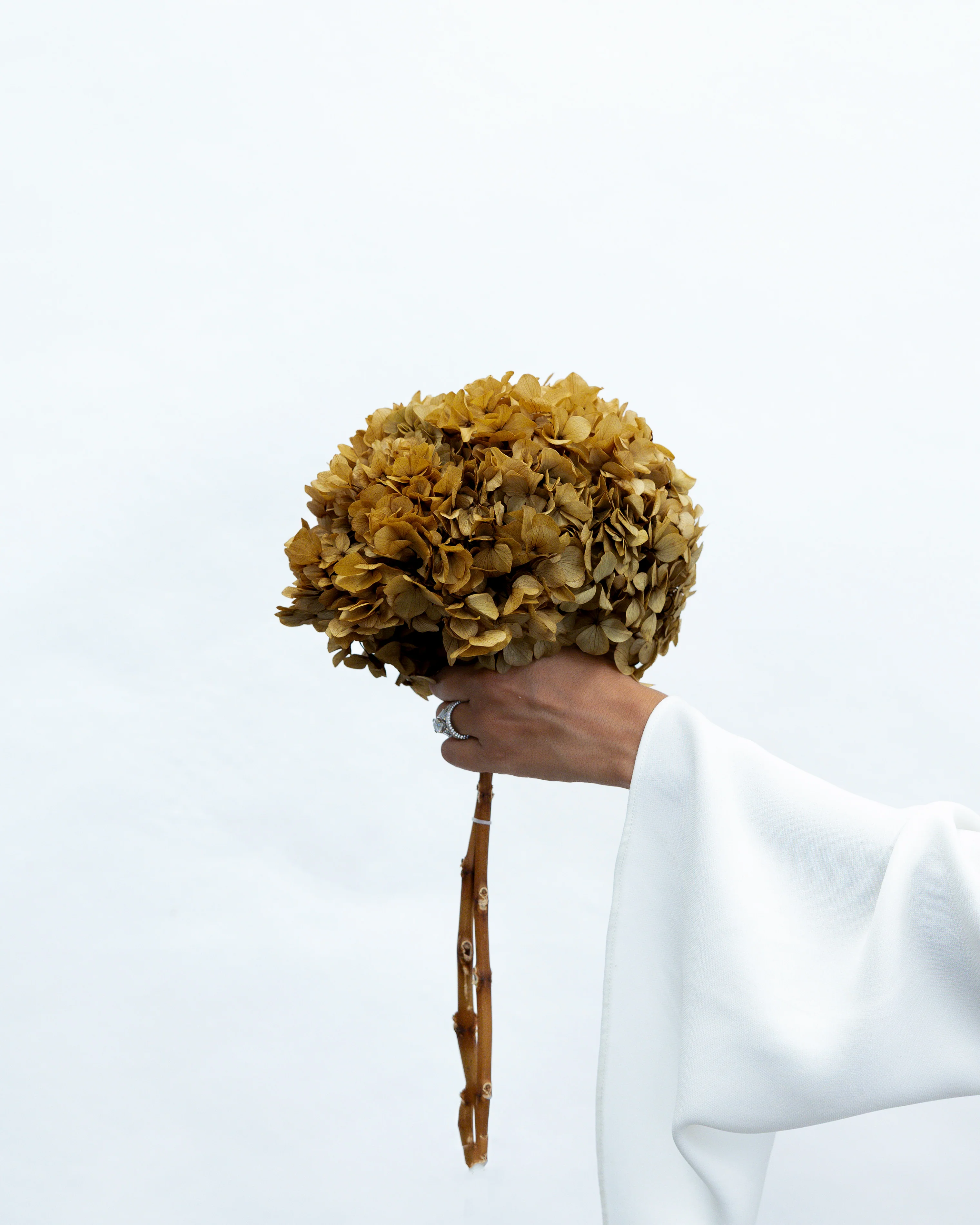 PRESERVED HYDRANGEA STEM I NATURAL | LARGE-LEAF - Image 2