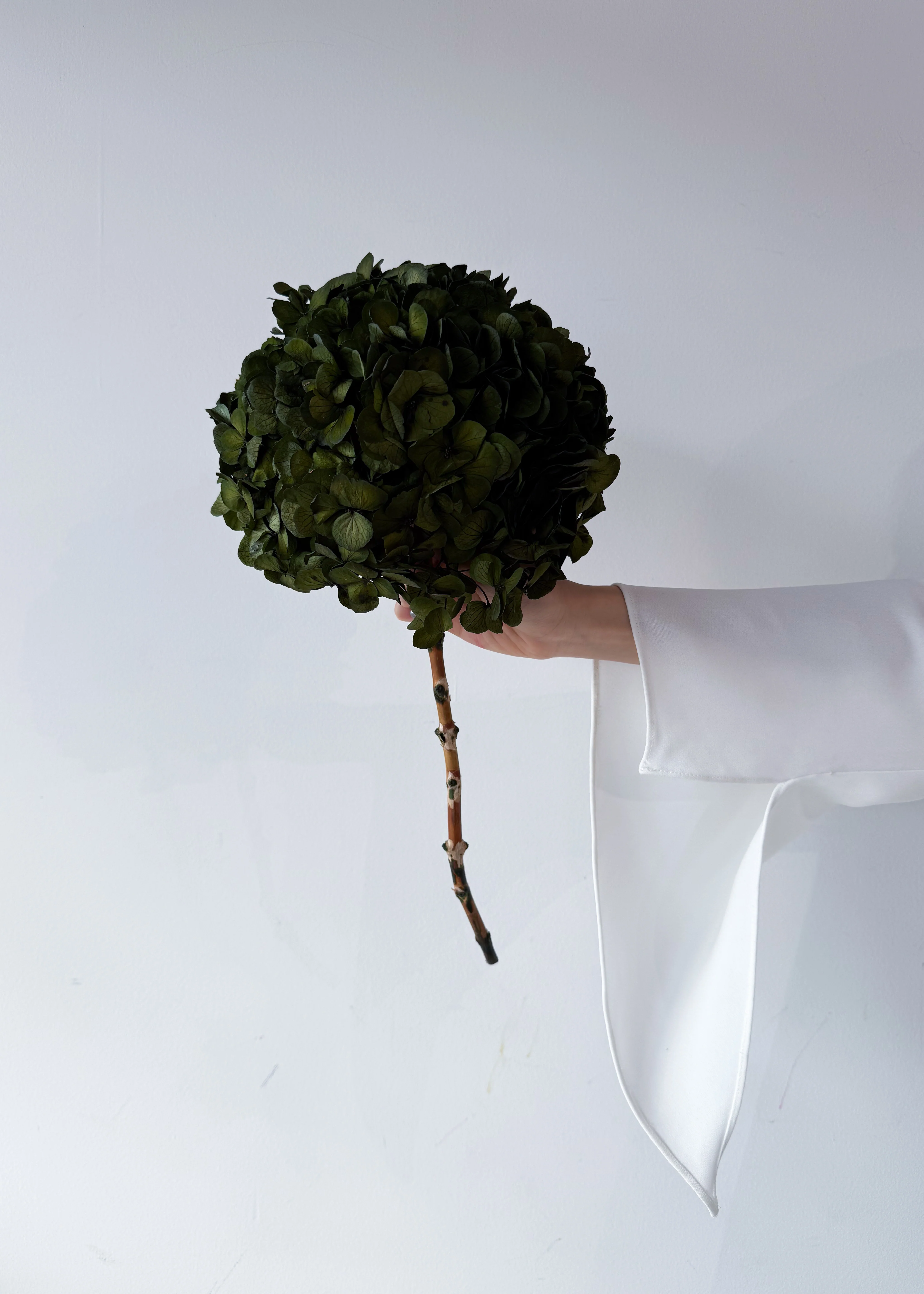 PRESERVED HYDRANGEA STEM I OLIVE GREEN I LARGE-LEAF - Image 5