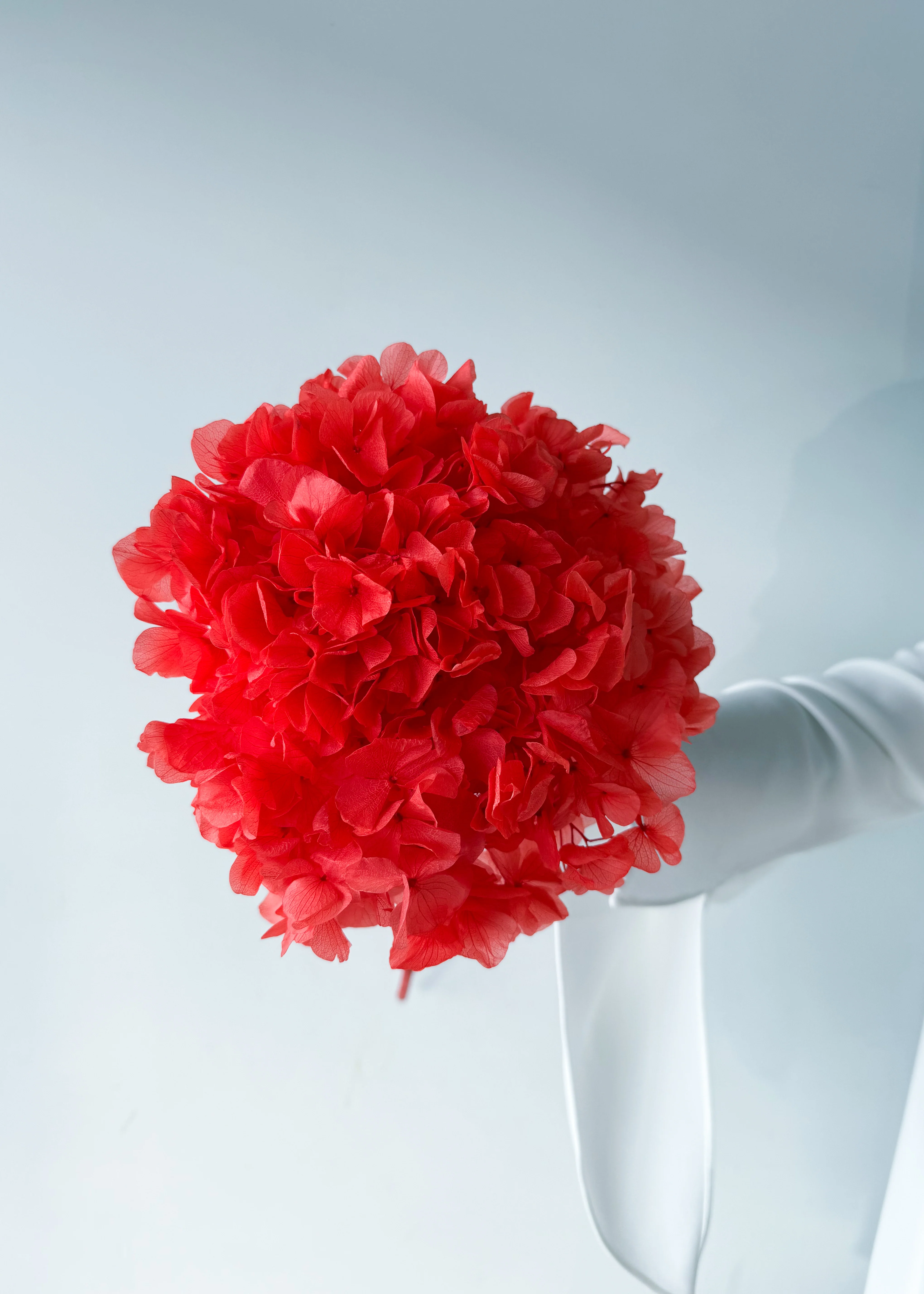 PRESERVED HYDRANGEA STEM I ROSE-RED I LARGE-LEAF - Image 3