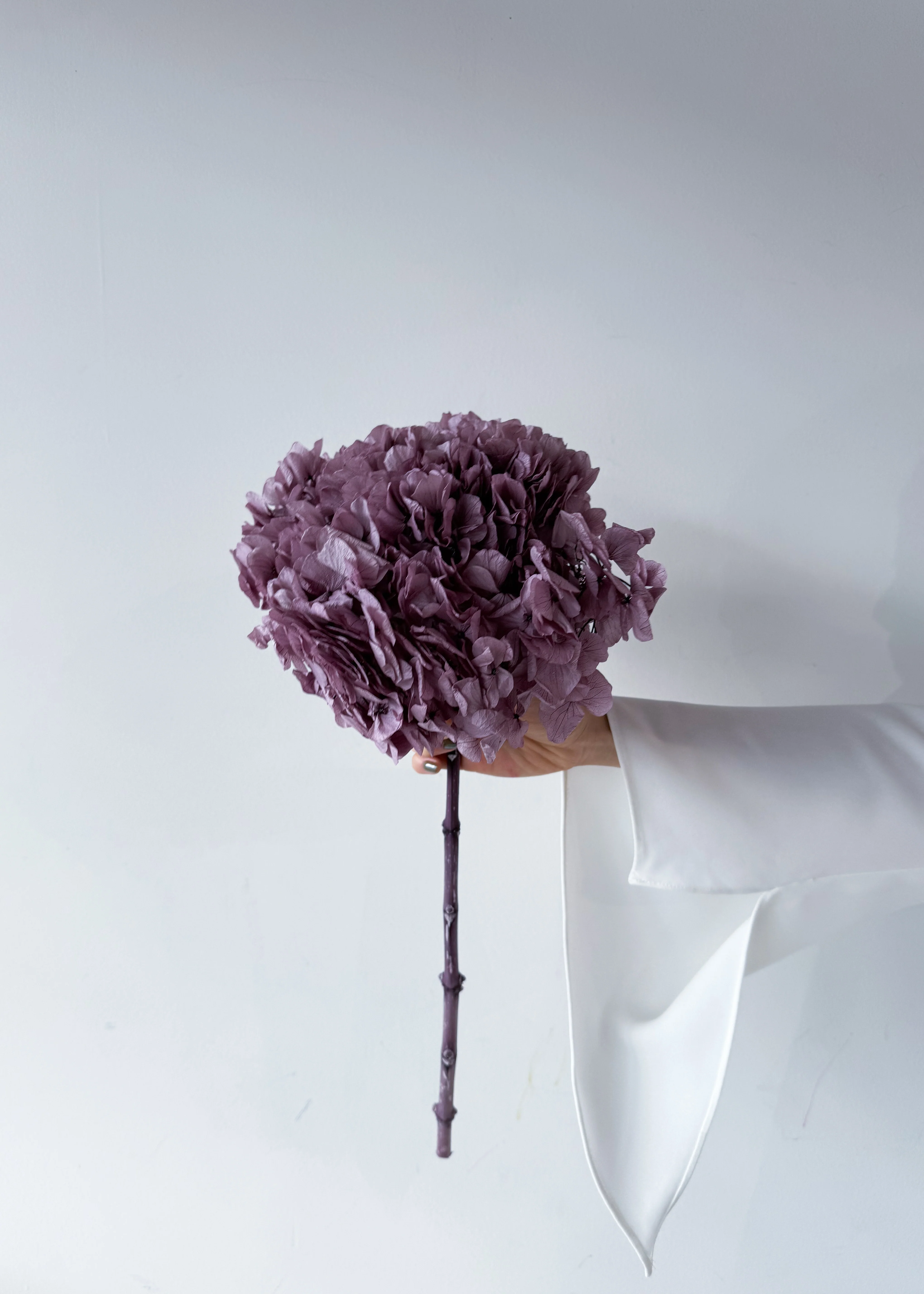 PRESERVED HYDRANGEA STEM I TARO PURPLE I LARGE-LEAF - Image 2