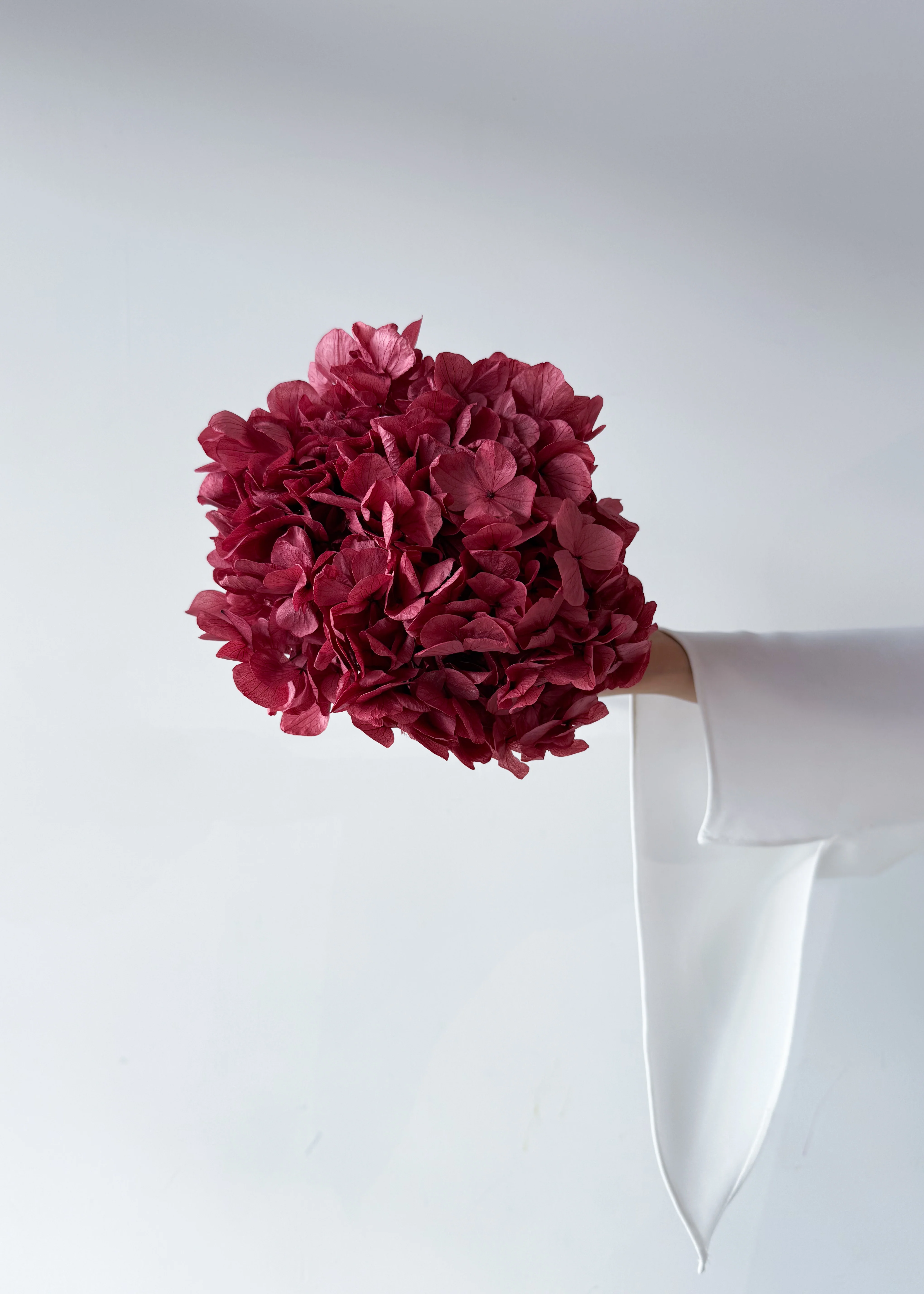 PRESERVED HYDRANGEA STEM I WINE RED I LARGE-LEAF - Image 3