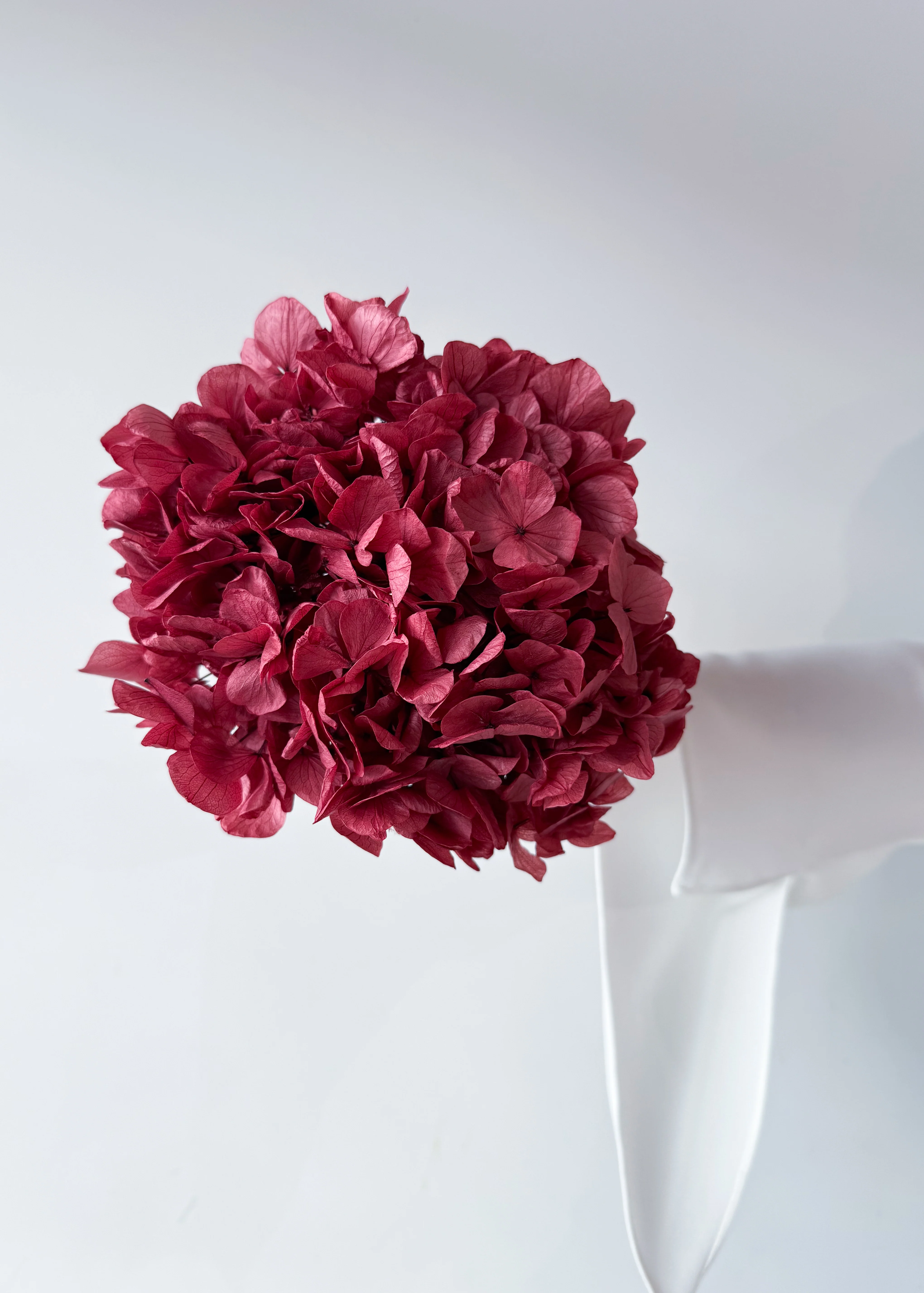 PRESERVED HYDRANGEA STEM I WINE RED I LARGE-LEAF - Image 4