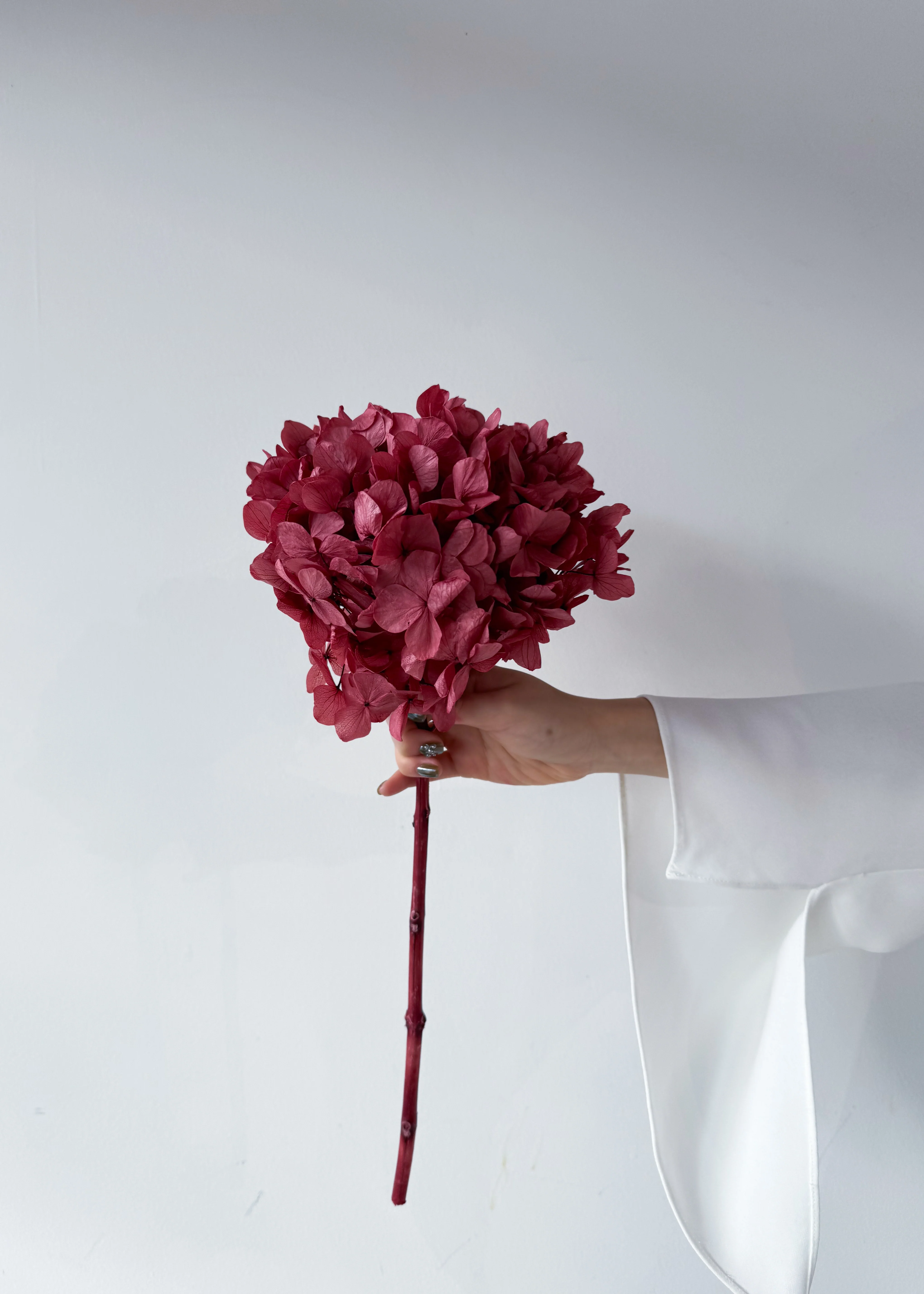 PRESERVED HYDRANGEA STEM I WINE RED I LARGE-LEAF - Image 5