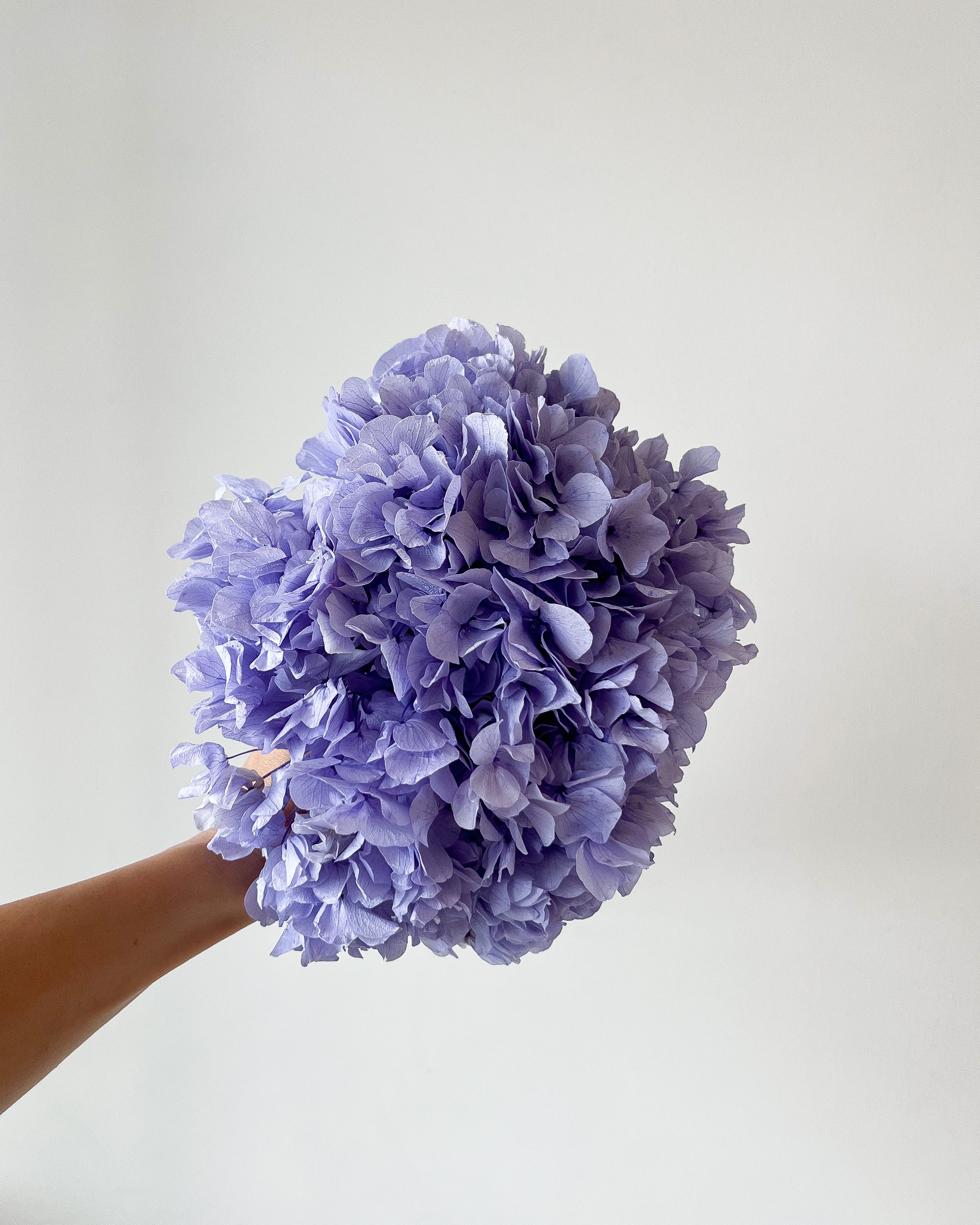 PRESERVED HYDRANGEA STEM I LAVENDER I LARGE-LEAF I - Image 3