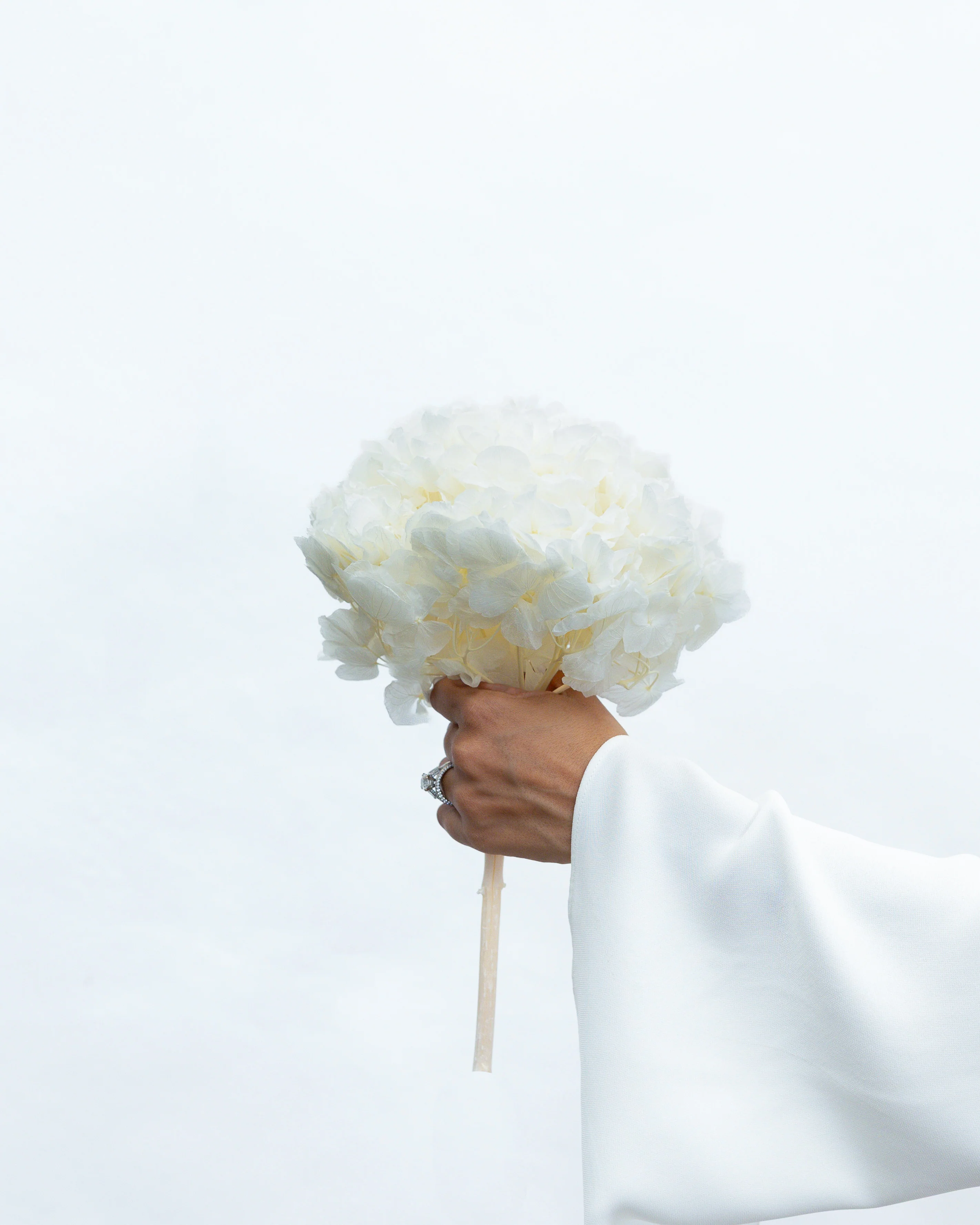 PRESERVED HYDRANGEA STEM I WHITE I LARGE-LEAF - Image 3