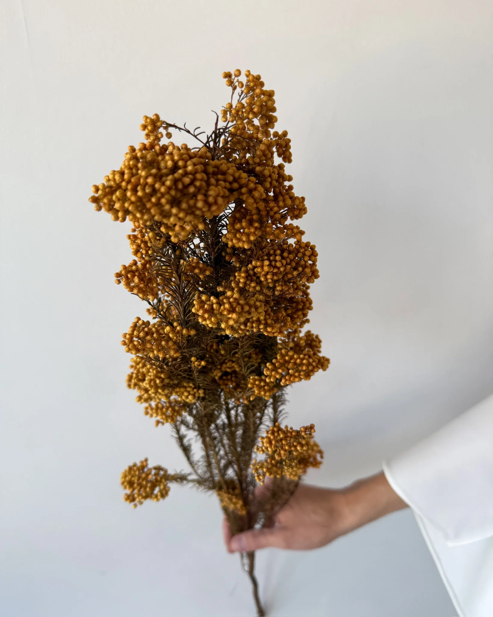PRESERVED RICE FLOWER | AUTUMN - Image 2