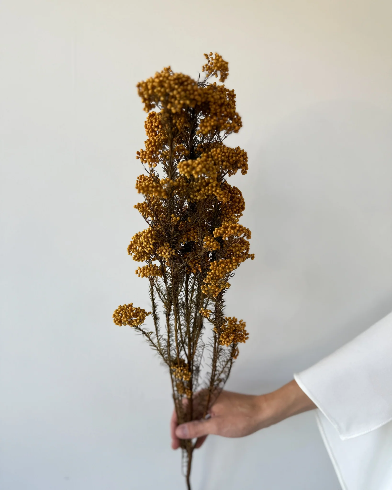 PRESERVED RICE FLOWER | AUTUMN - Image 3