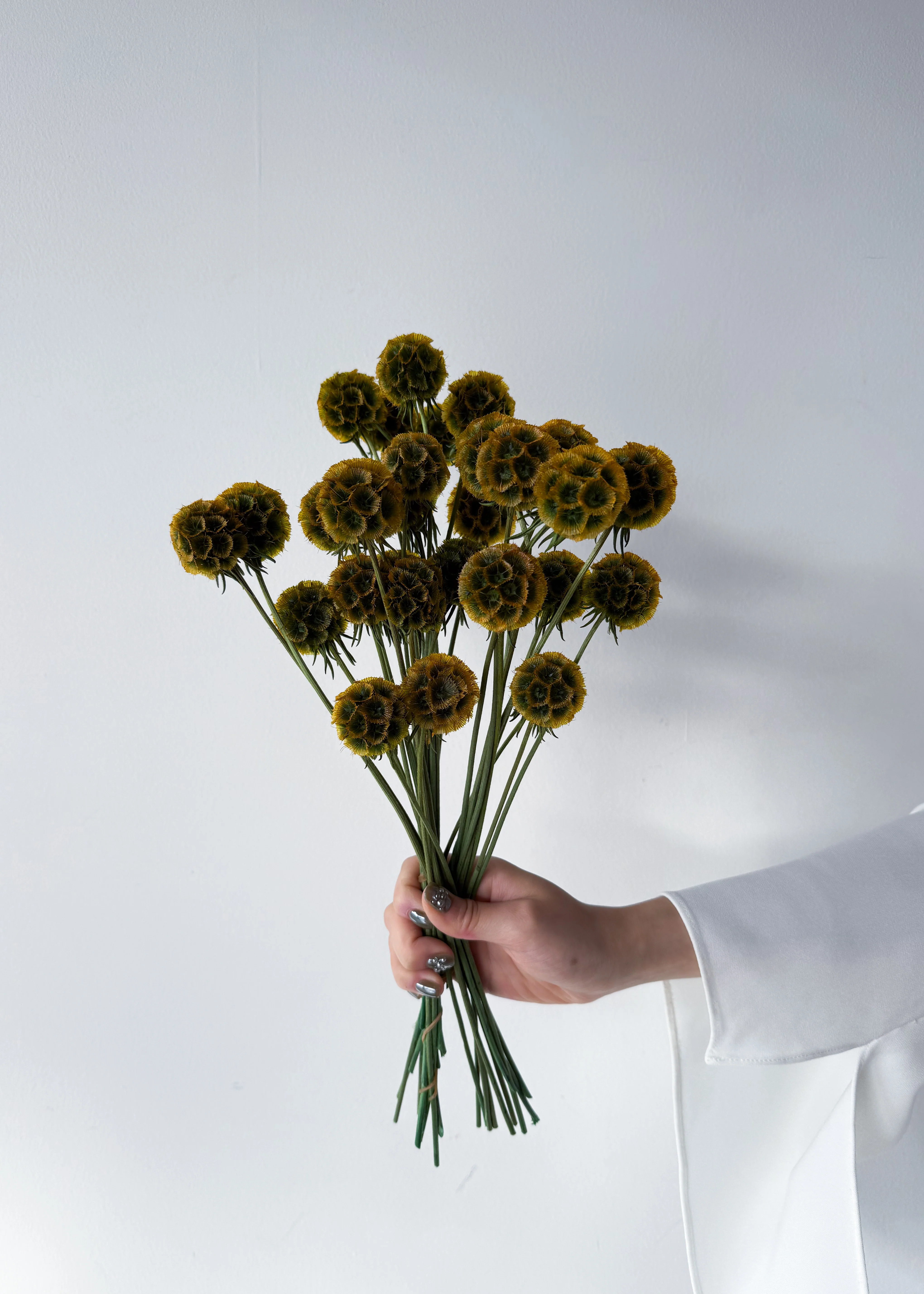 PRESERVED SCABIOSA | AUTUMN - Image 5