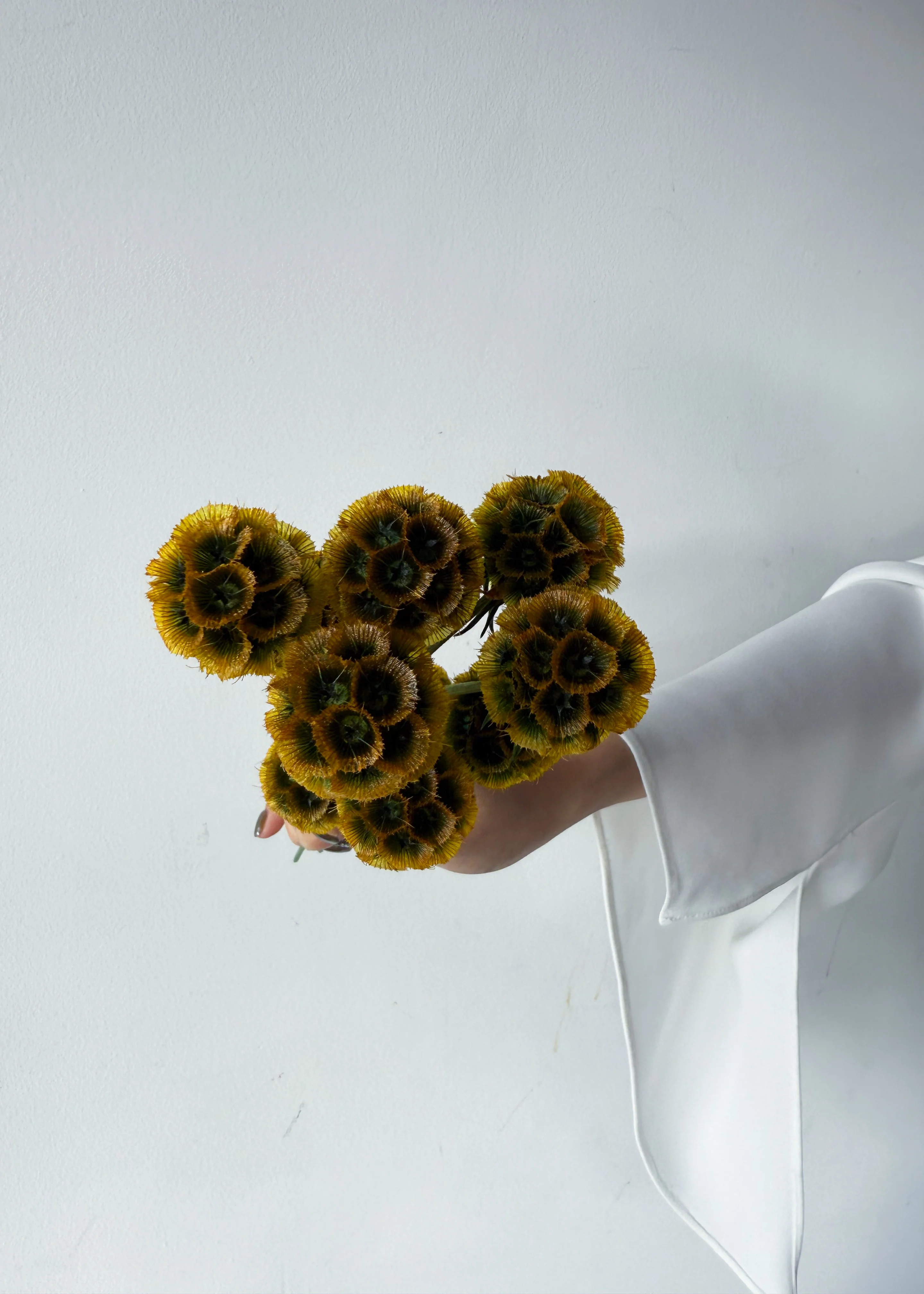 PRESERVED SCABIOSA | AUTUMN - Image 7