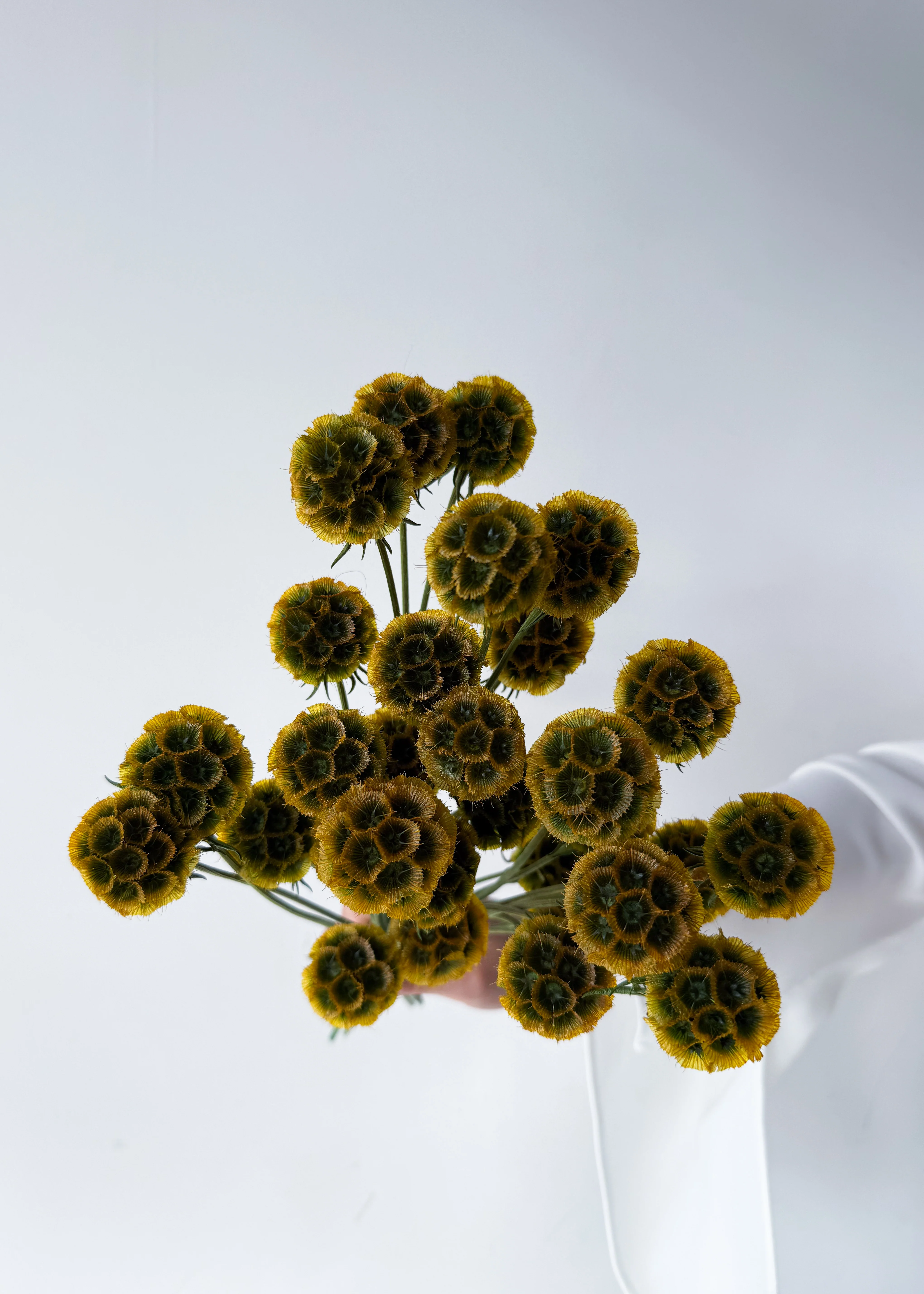 PRESERVED SCABIOSA | AUTUMN - Image 8