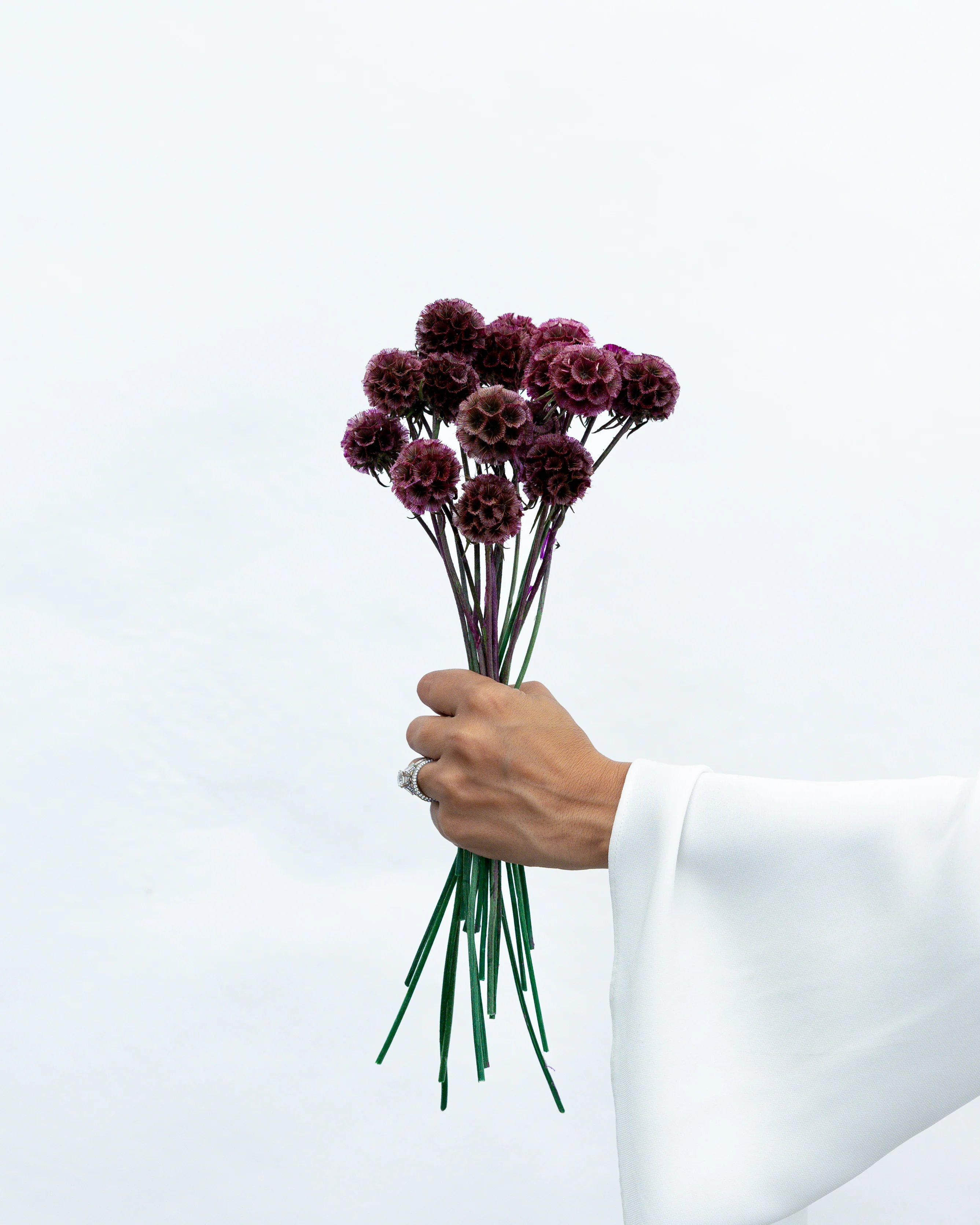 PRESERVED SCABIOSA | DEEP ROSE PINK - Image 3