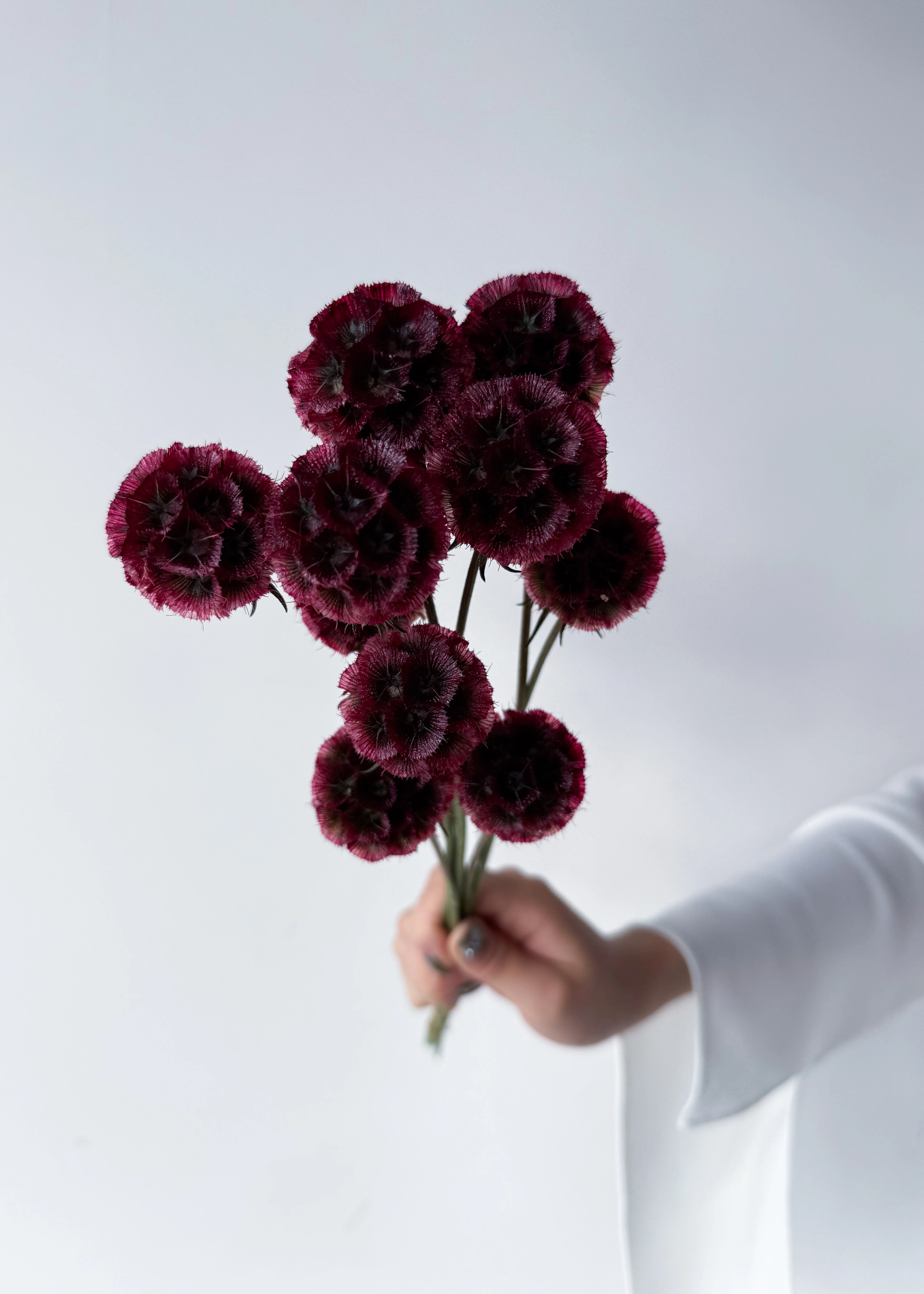 PRESERVED SCABIOSA | DEEP ROSE PINK - Image 5
