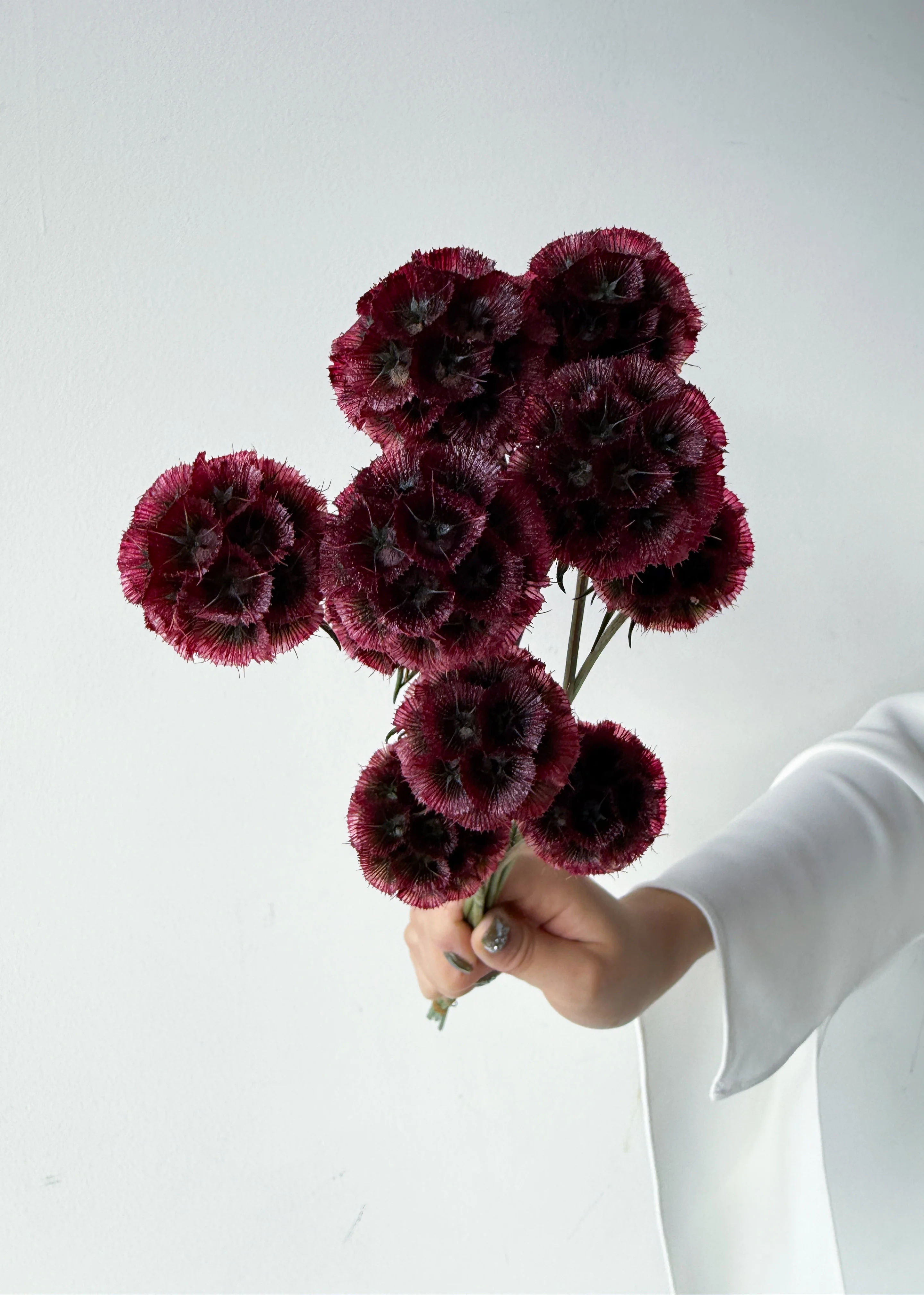 PRESERVED SCABIOSA | DEEP ROSE PINK - Image 6