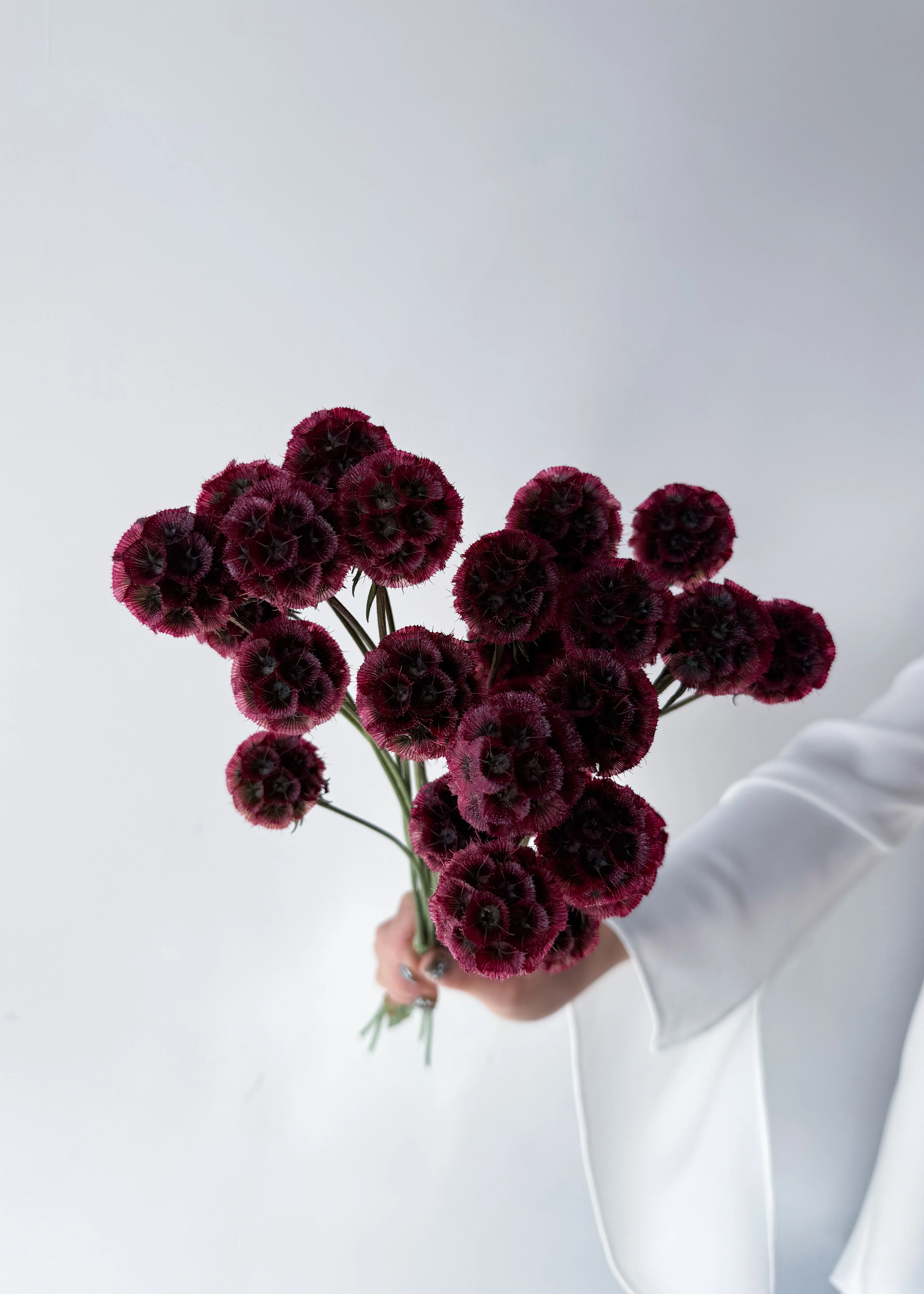 PRESERVED SCABIOSA | DEEP ROSE PINK - Image 7