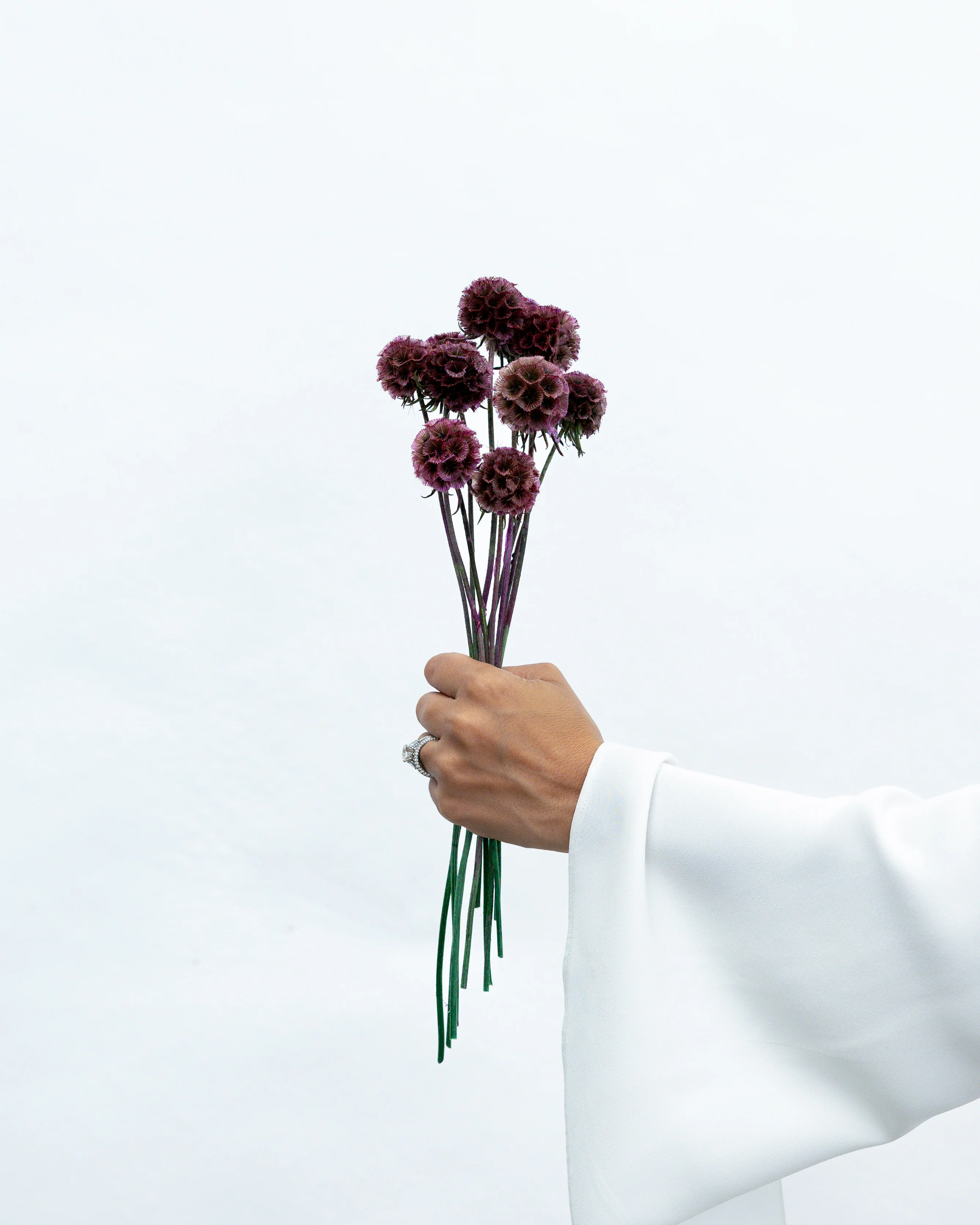 PRESERVED SCABIOSA | DEEP PURPLE - Image 2