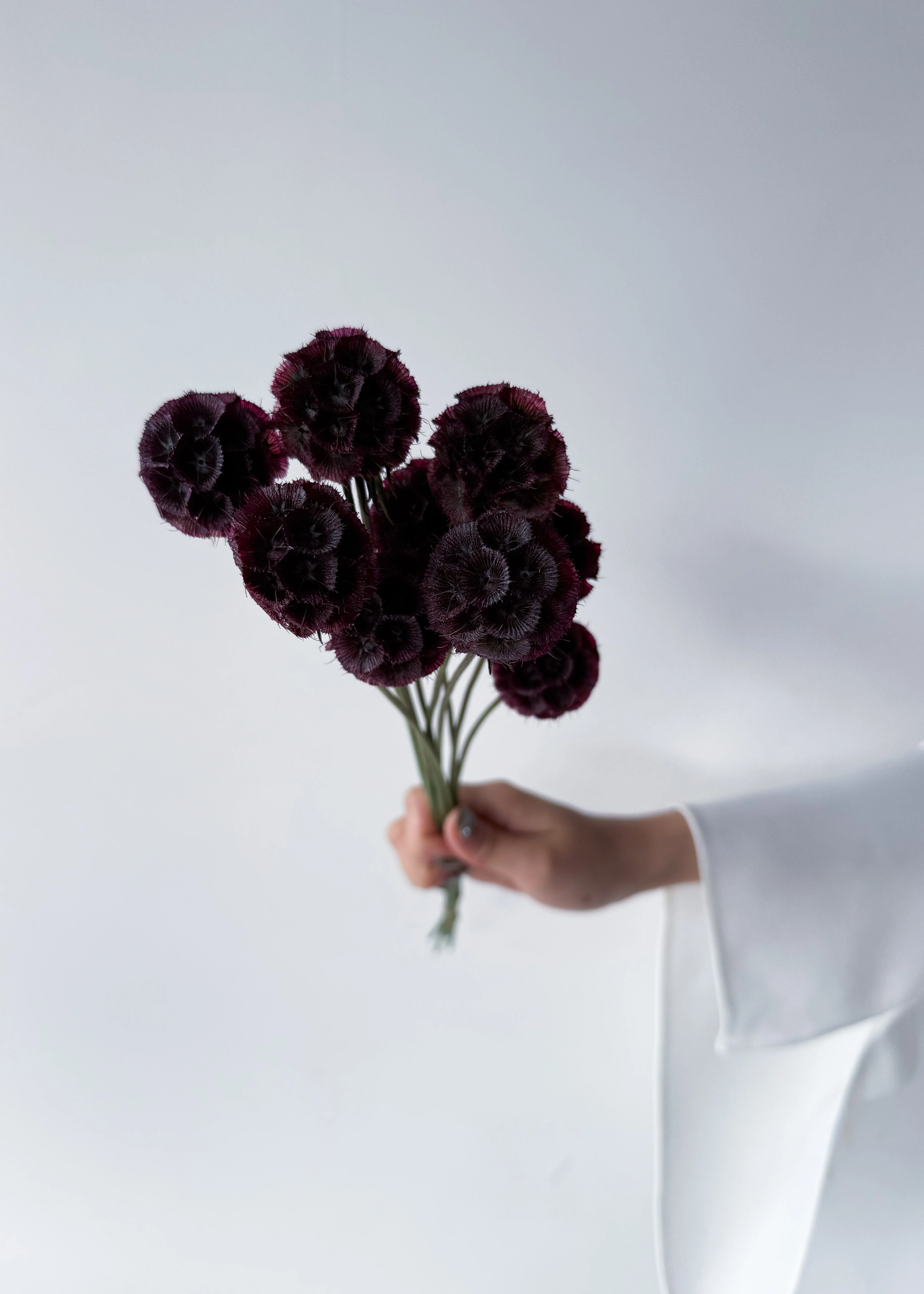 PRESERVED SCABIOSA | DEEP PURPLE - Image 5