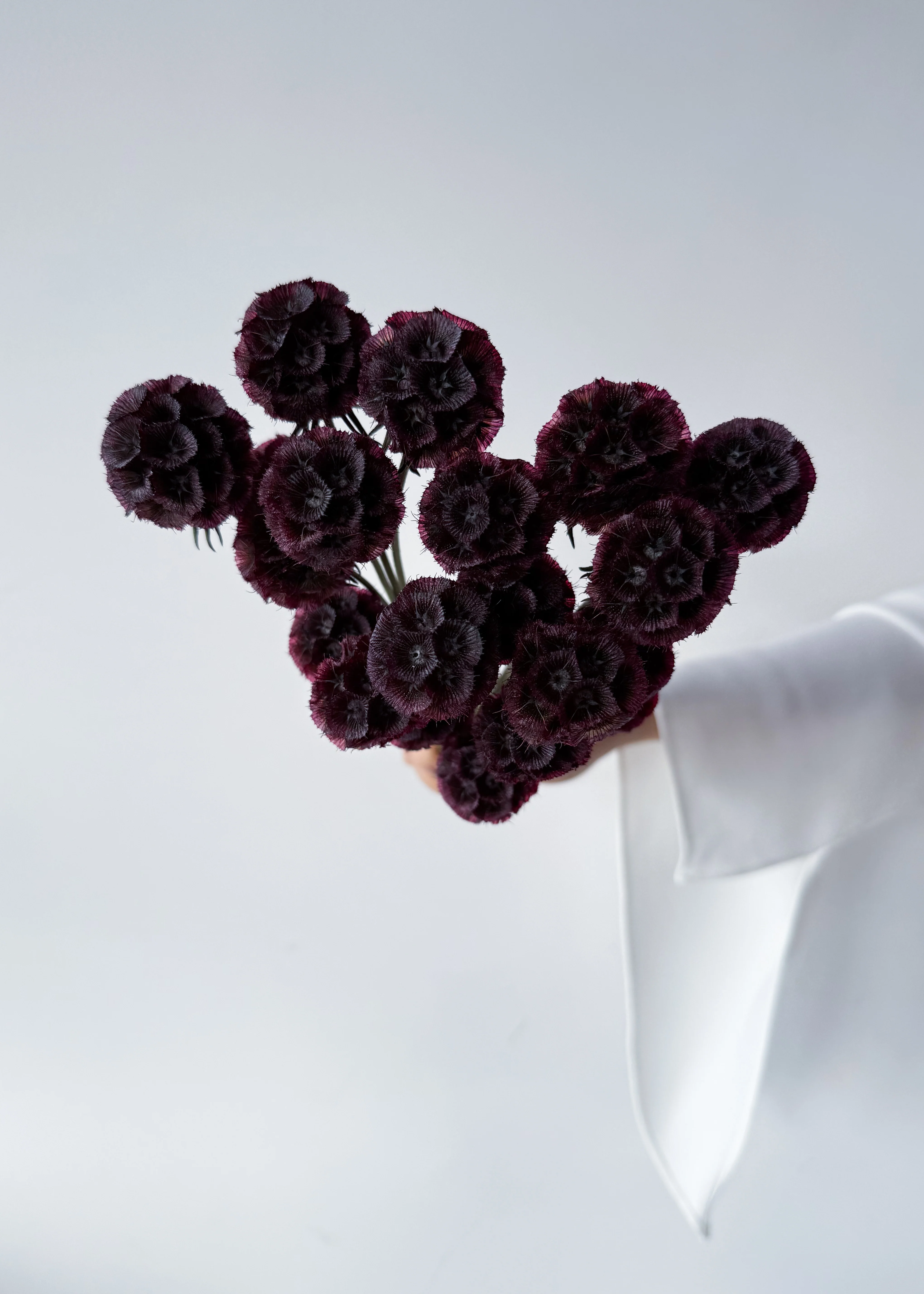 PRESERVED SCABIOSA | DEEP PURPLE - Image 7