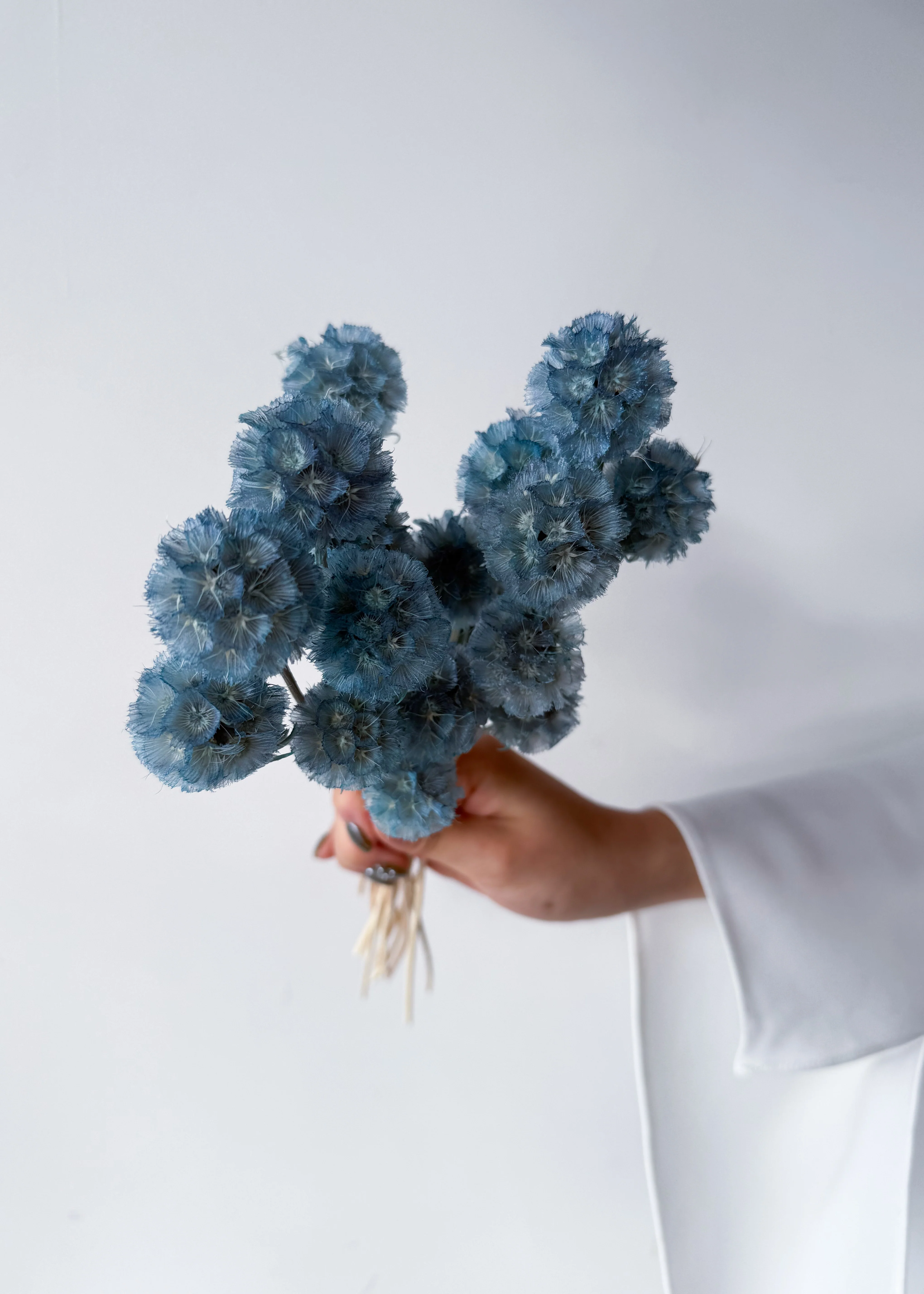 PRESERVED SCABIOSA | GREY BLUE