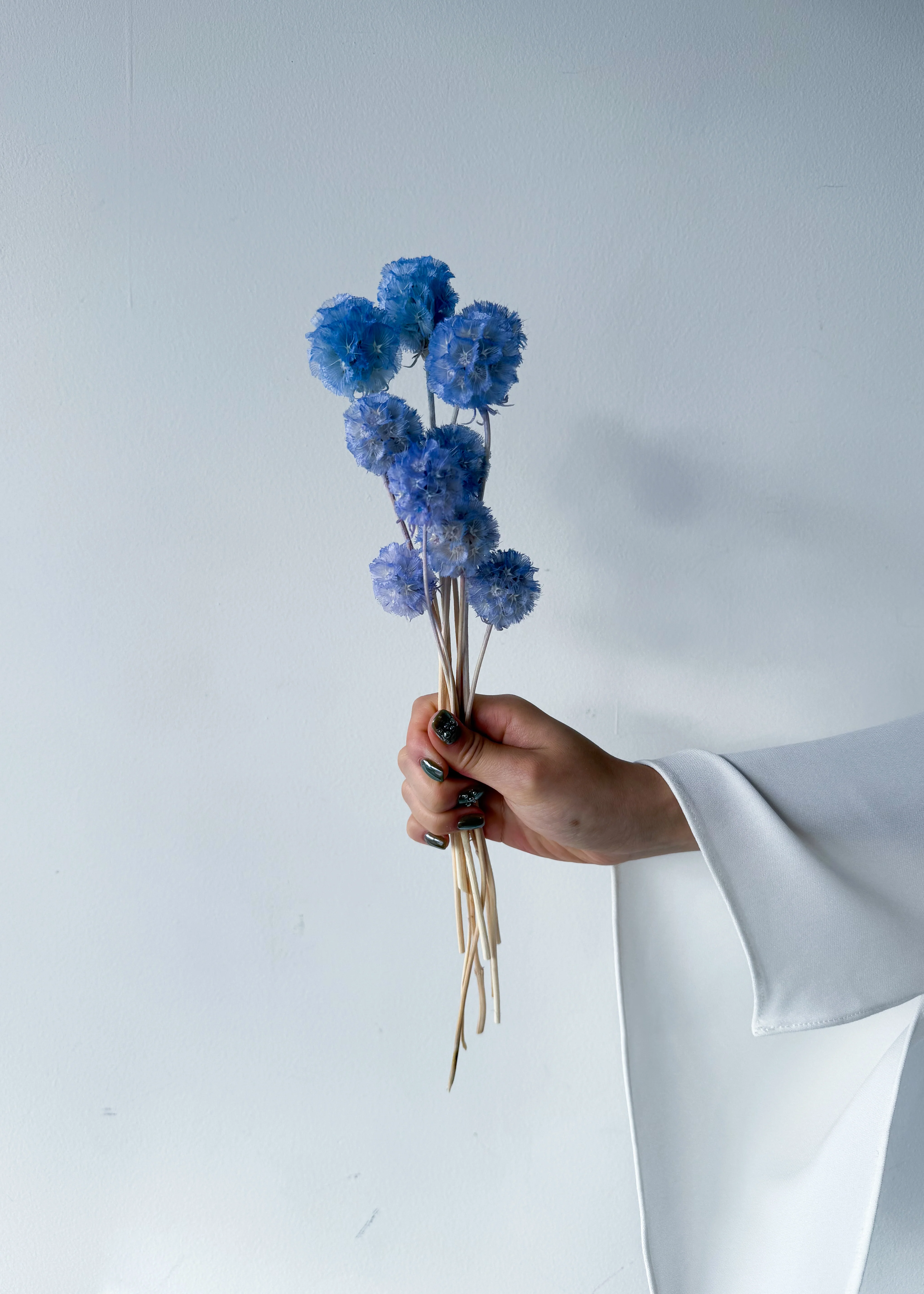PRESERVED SCABIOSA | SKY BLUE - Image 4