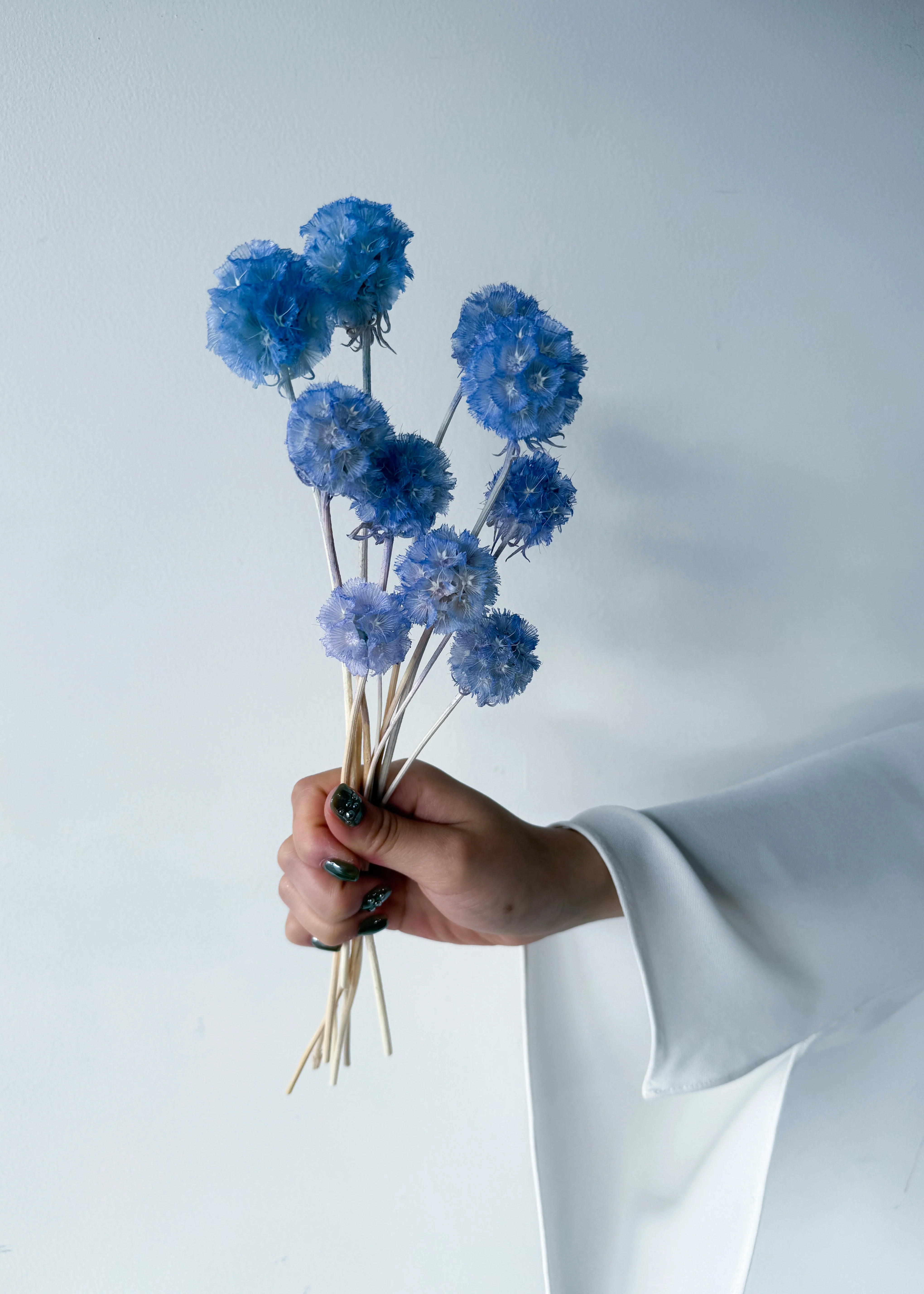 PRESERVED SCABIOSA | SKY BLUE - Image 5